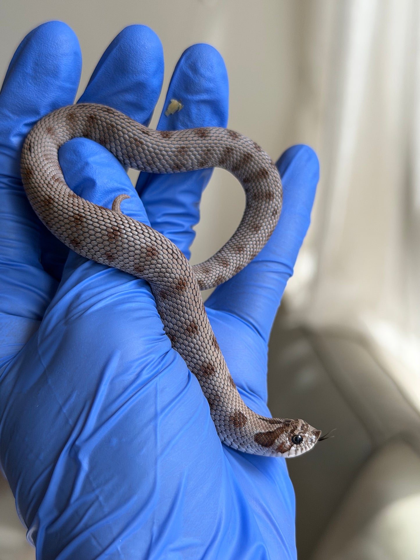 Antarctic Conda 66%ph Toffee 66%ph Axanthic
