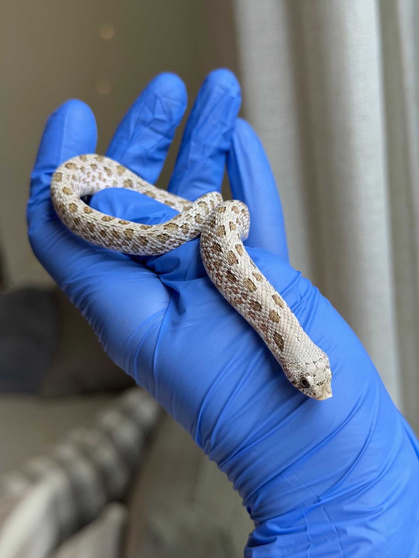 2025 北極鬼臉50%ph薰衣草 ♂ (H25318)