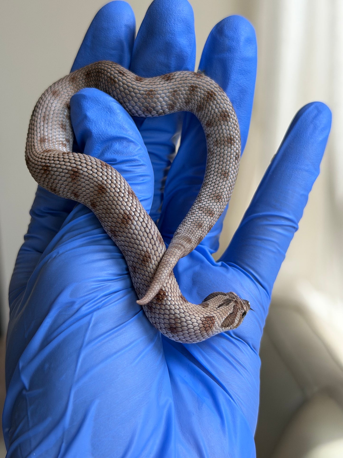 Antarctic Conda 66%ph Toffee 66%ph Axanthic