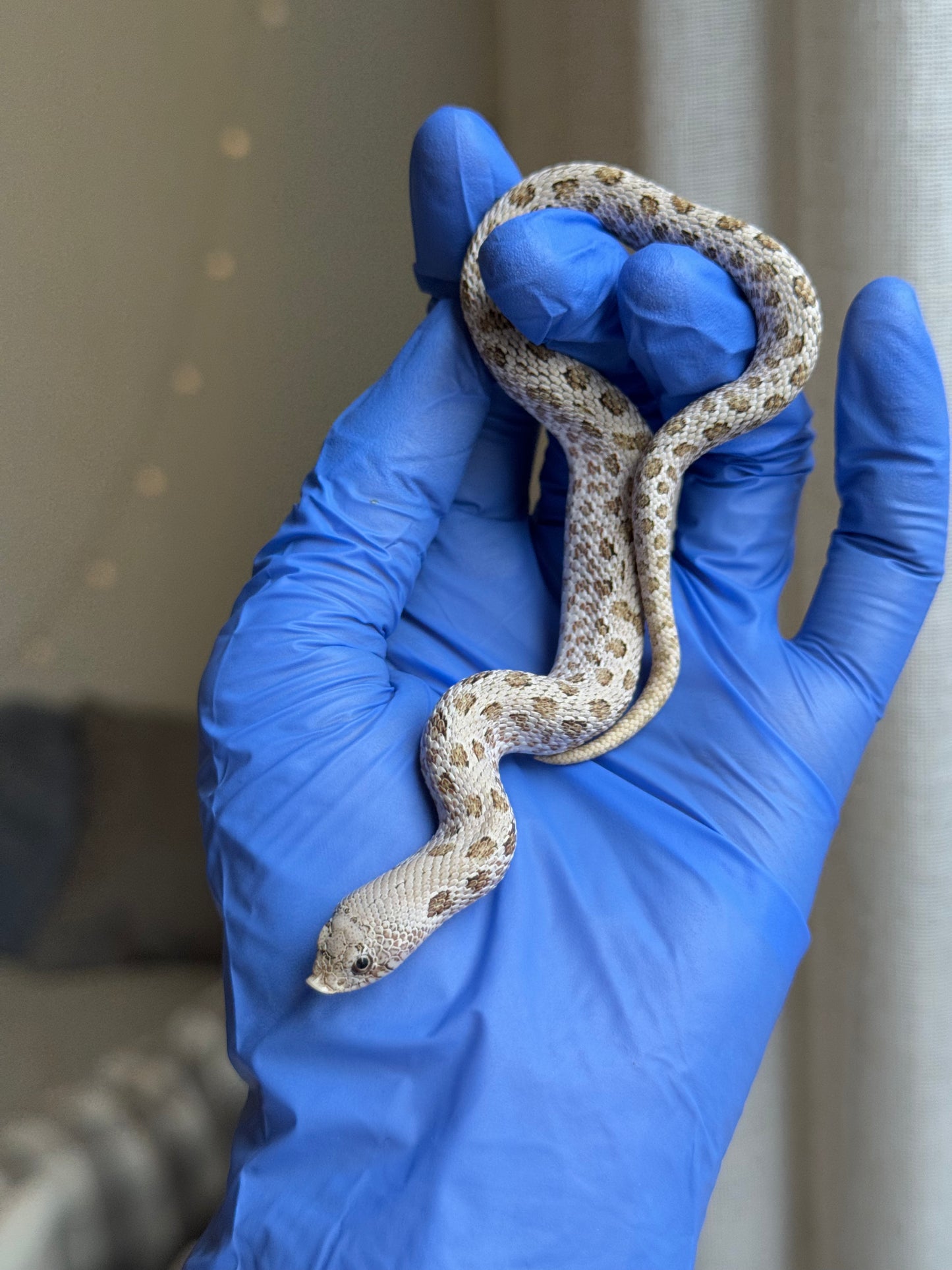 2025 北極鬼臉50%ph薰衣草 ♂ (H25318)