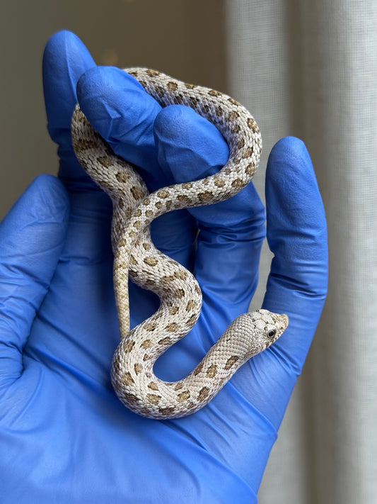 2025 北極鬼臉50%ph薰衣草 ♂ (H25318)