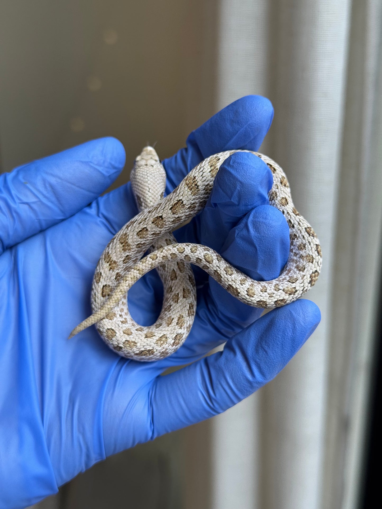 2025 北極鬼臉50%ph薰衣草 ♂ (H25318)