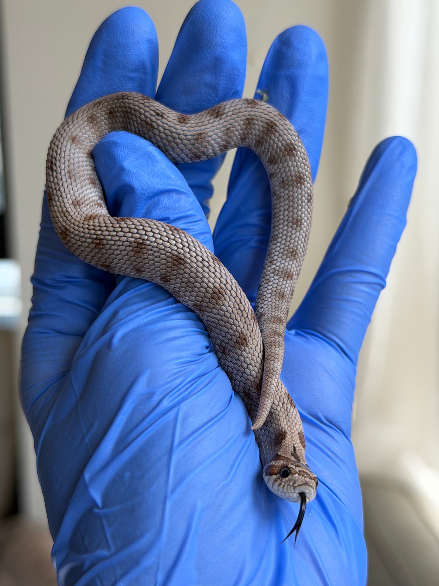 Antarctic Conda 66%ph Toffee 66%ph Axanthic