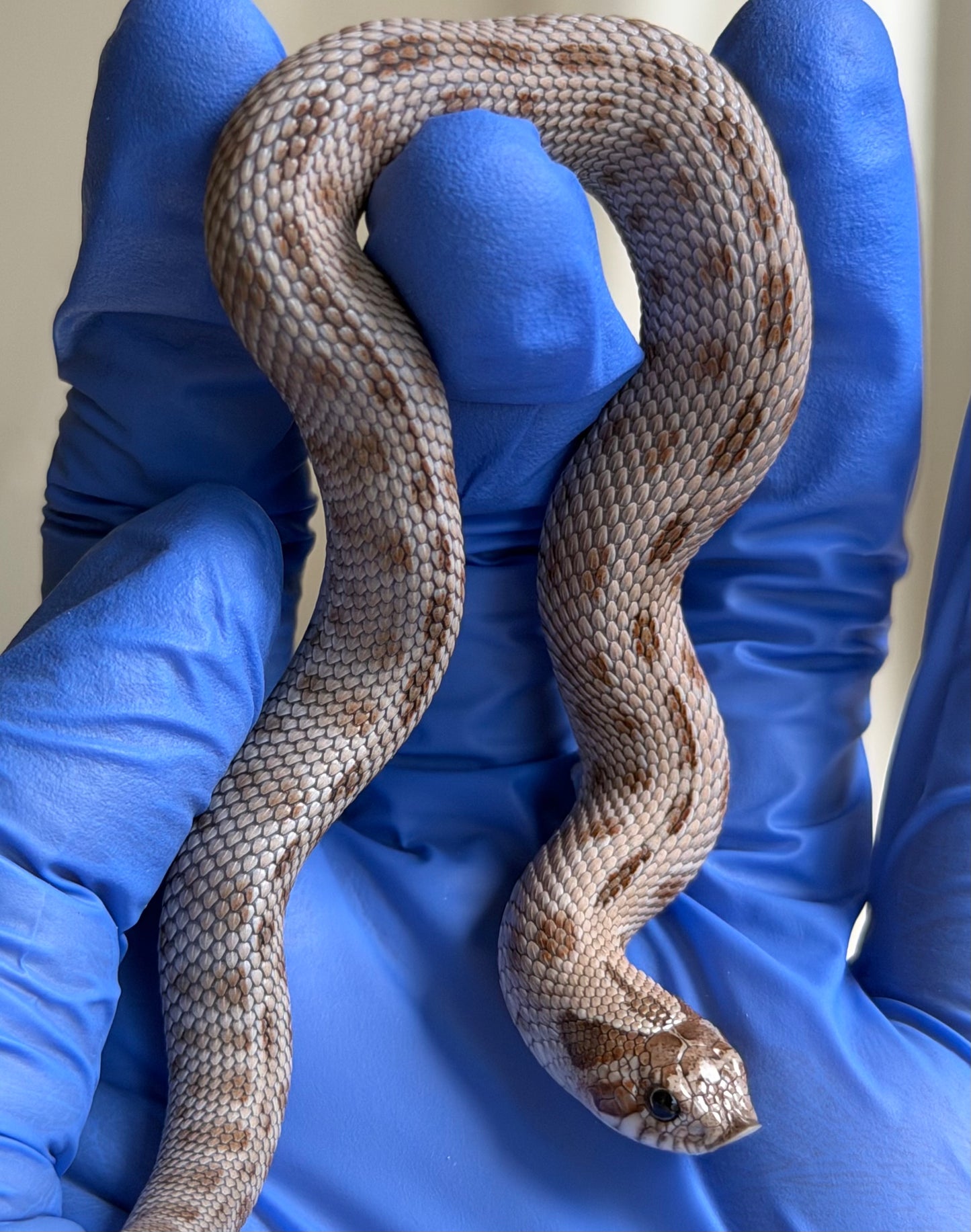Antarctic Conda 66%ph Toffee 66%ph Axanthic