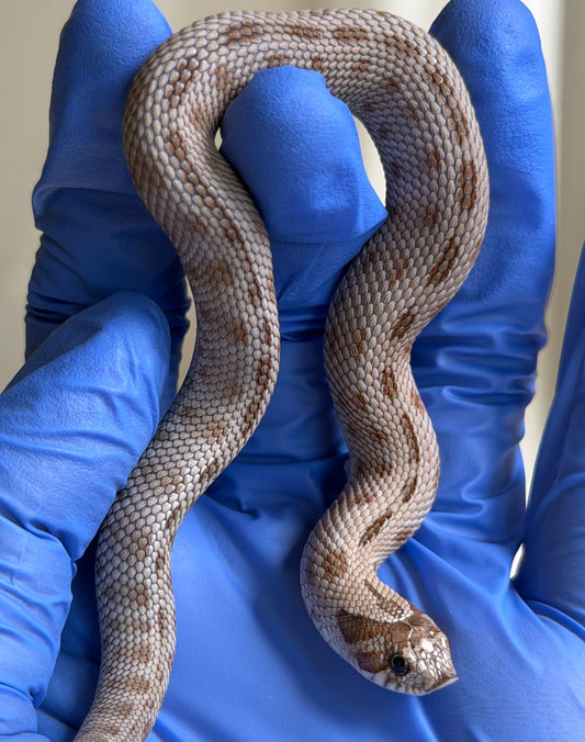 Antarctic Conda 66%ph Toffee 66%ph Axanthic
