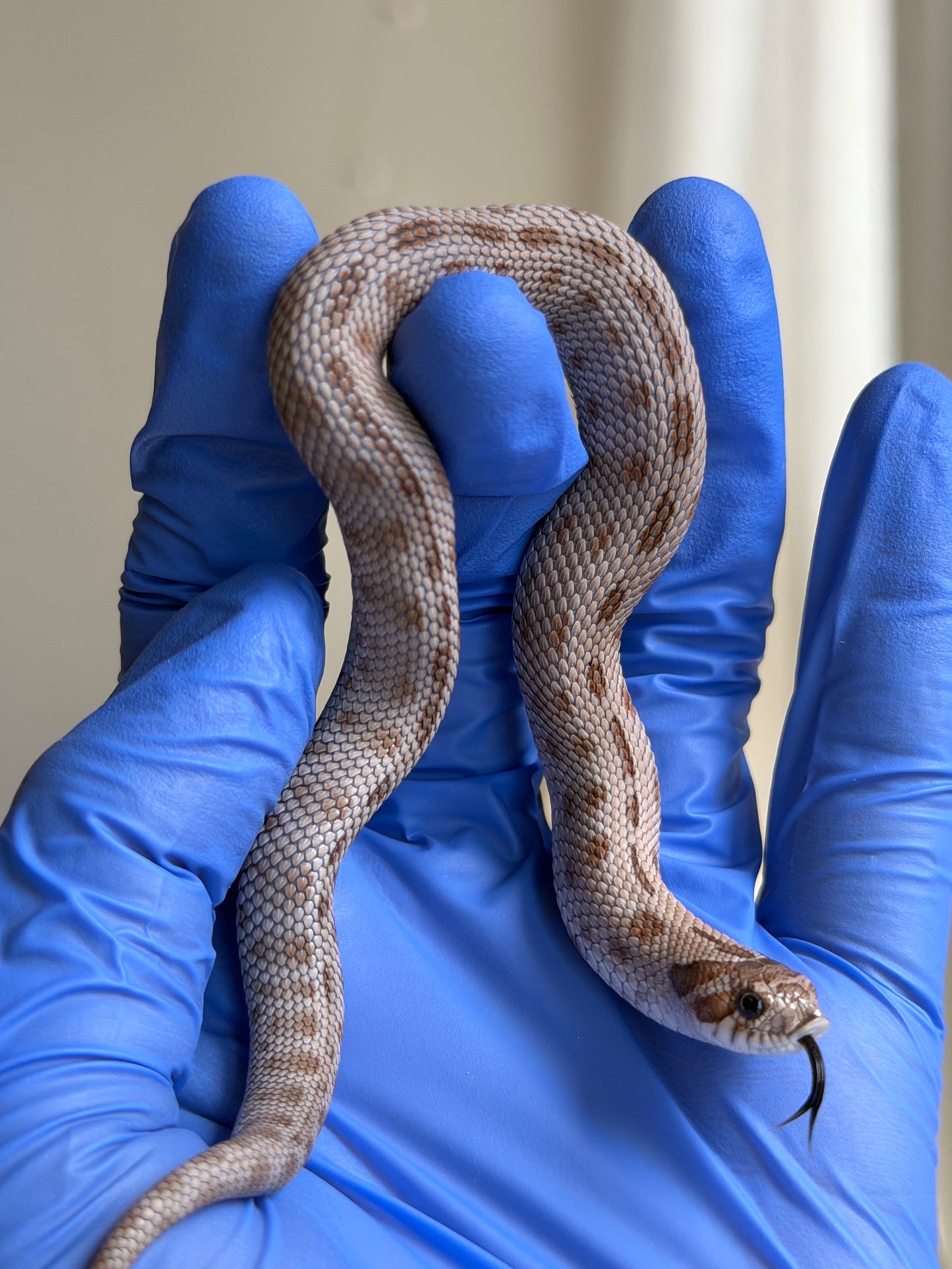 Antarctic Conda 66%ph Toffee 66%ph Axanthic