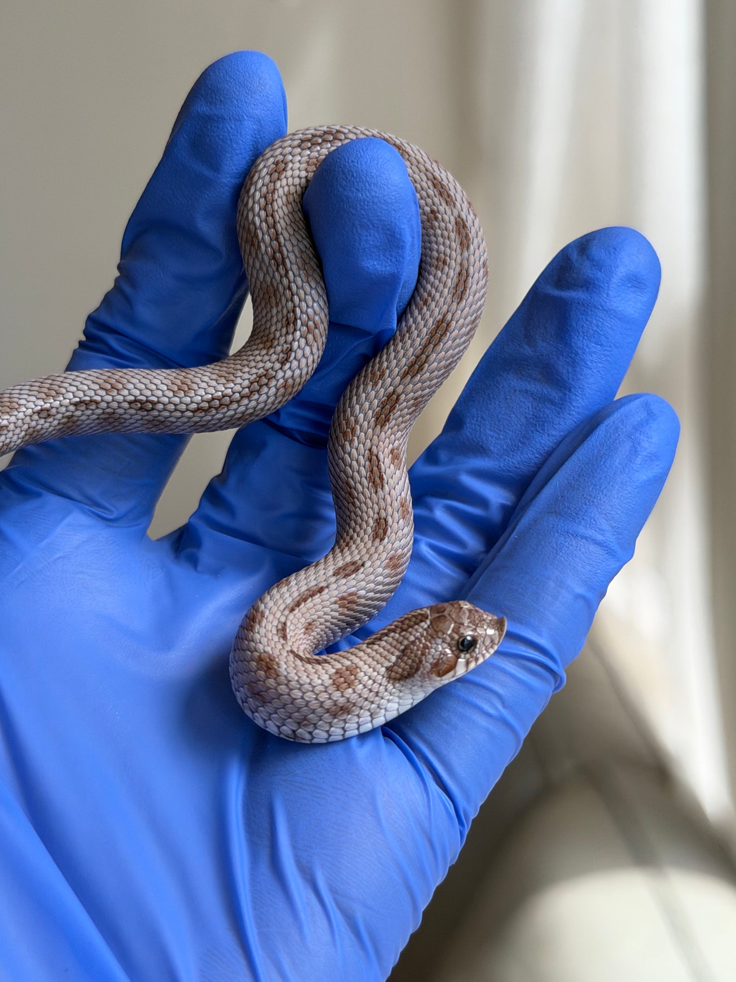 Antarctic Conda 66%ph Toffee 66%ph Axanthic