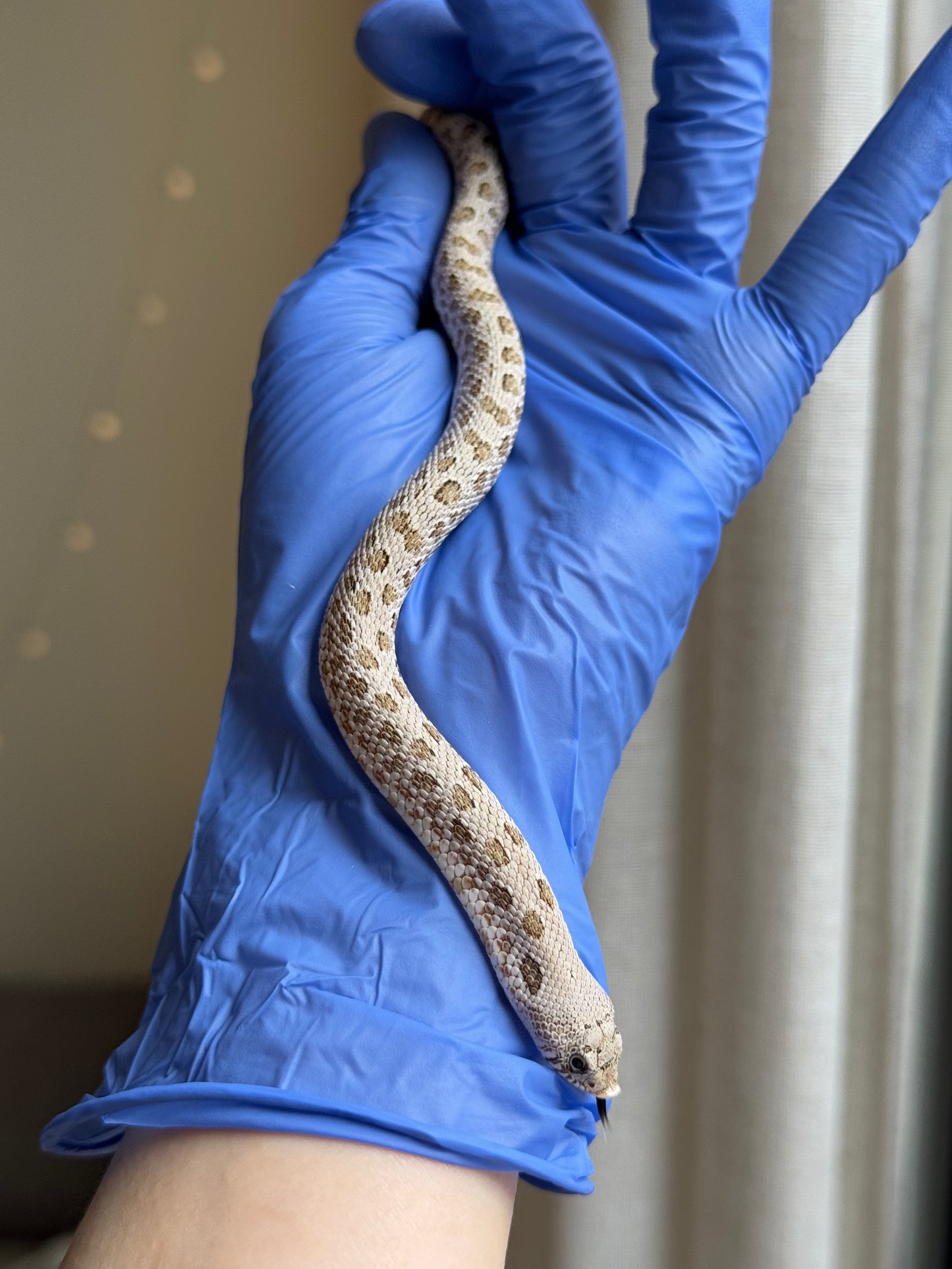 2025 北極鬼臉50%ph薰衣草 ♂ (H25318)