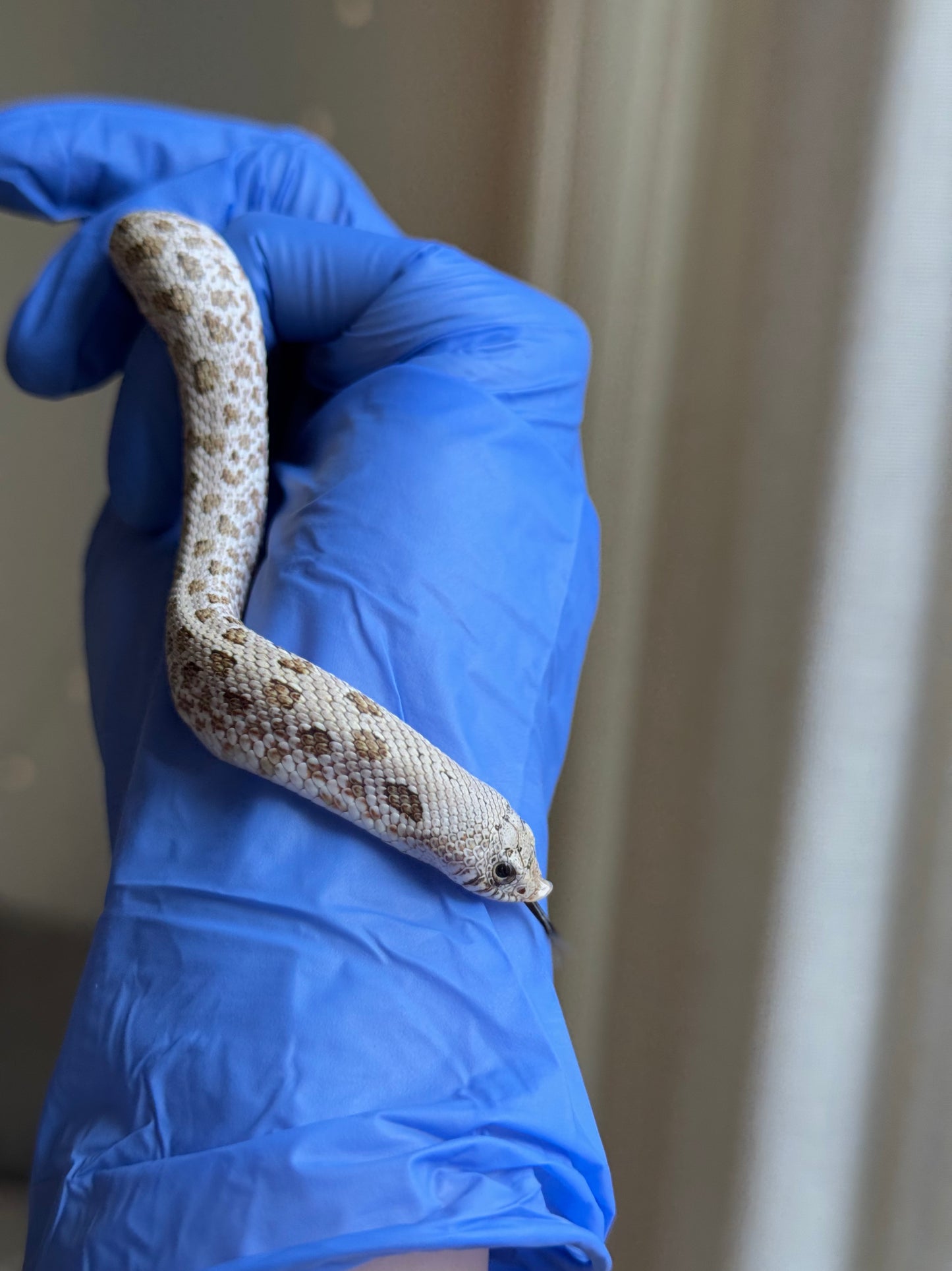 2025 北極鬼臉50%ph薰衣草 ♂ (H25318)