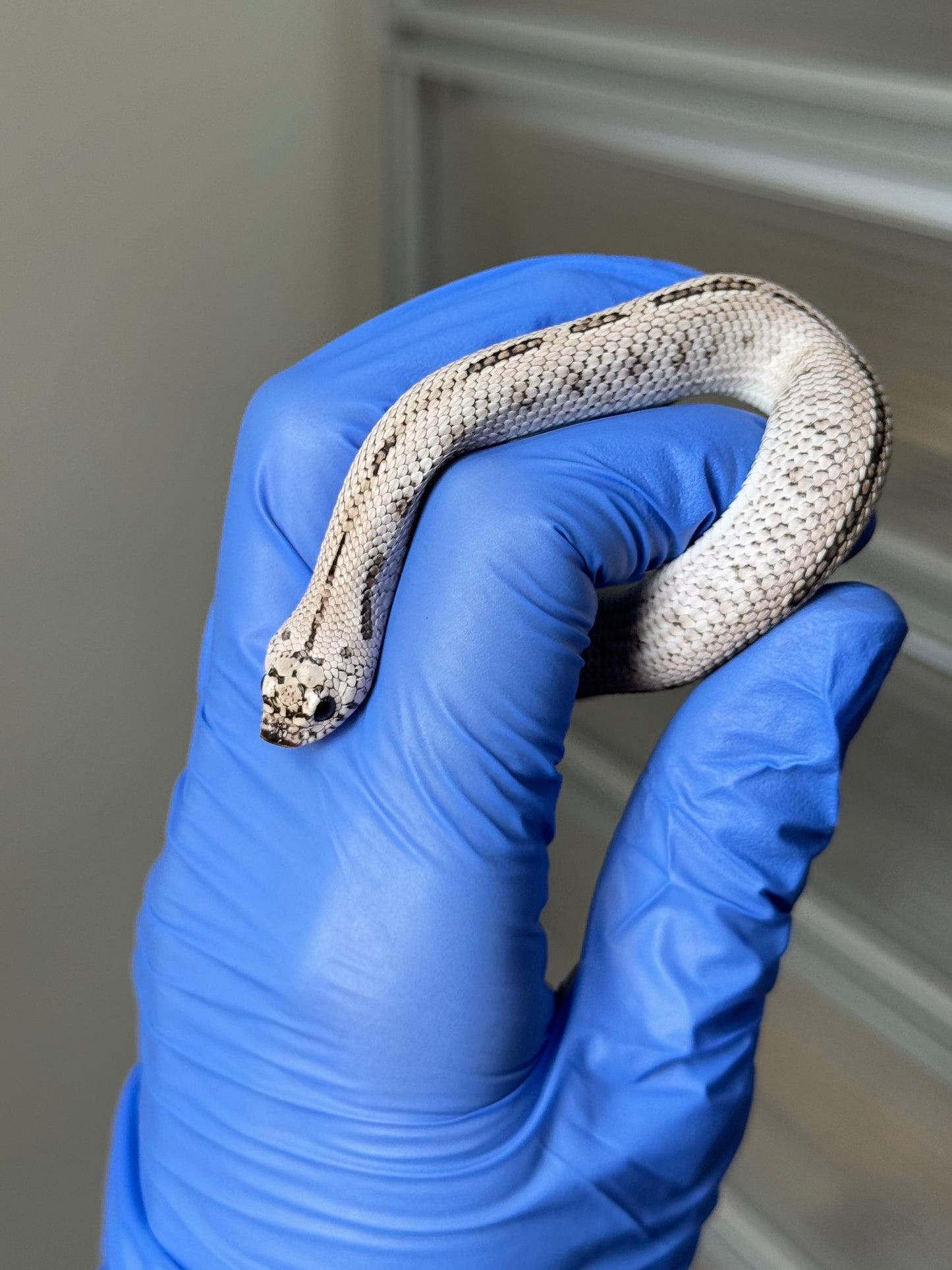 2025 超級北極康達鬼臉50%ph薰衣草 ♂ (H25309)