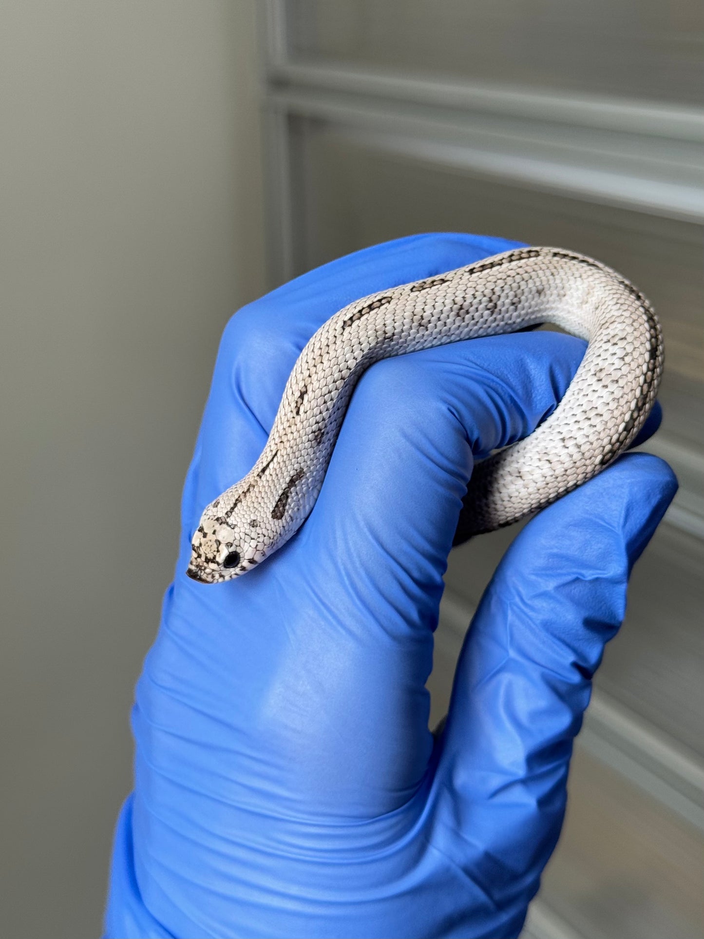 2025 超級北極康達鬼臉50%ph薰衣草 ♂ (H25309)