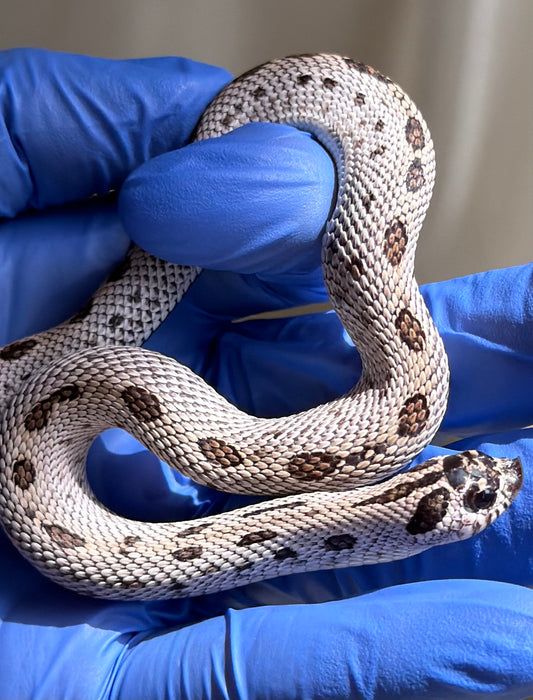 Super Arcitc Conda Het Albino Frost
