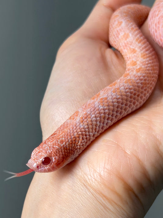 超級北極太陽爆炸