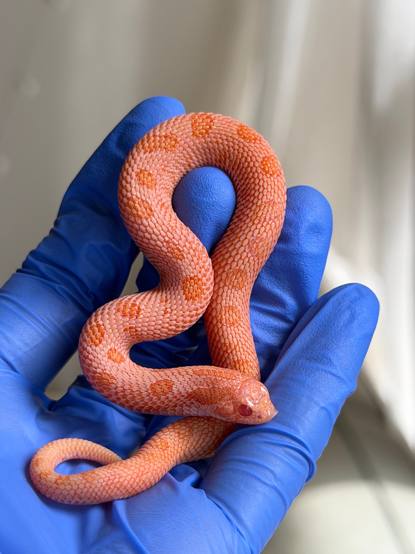 Arctic Sunburst Conda