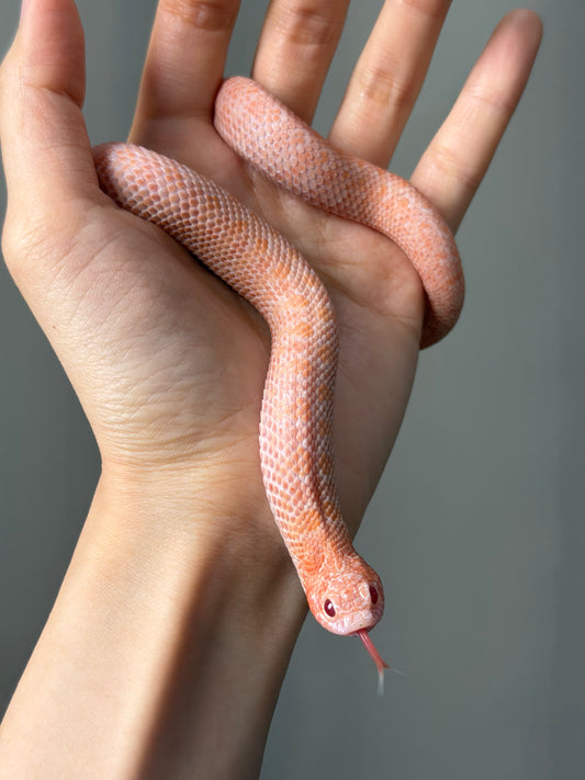 超級北極太陽爆炸