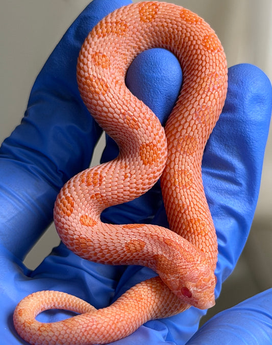 Arctic Sunburst Conda