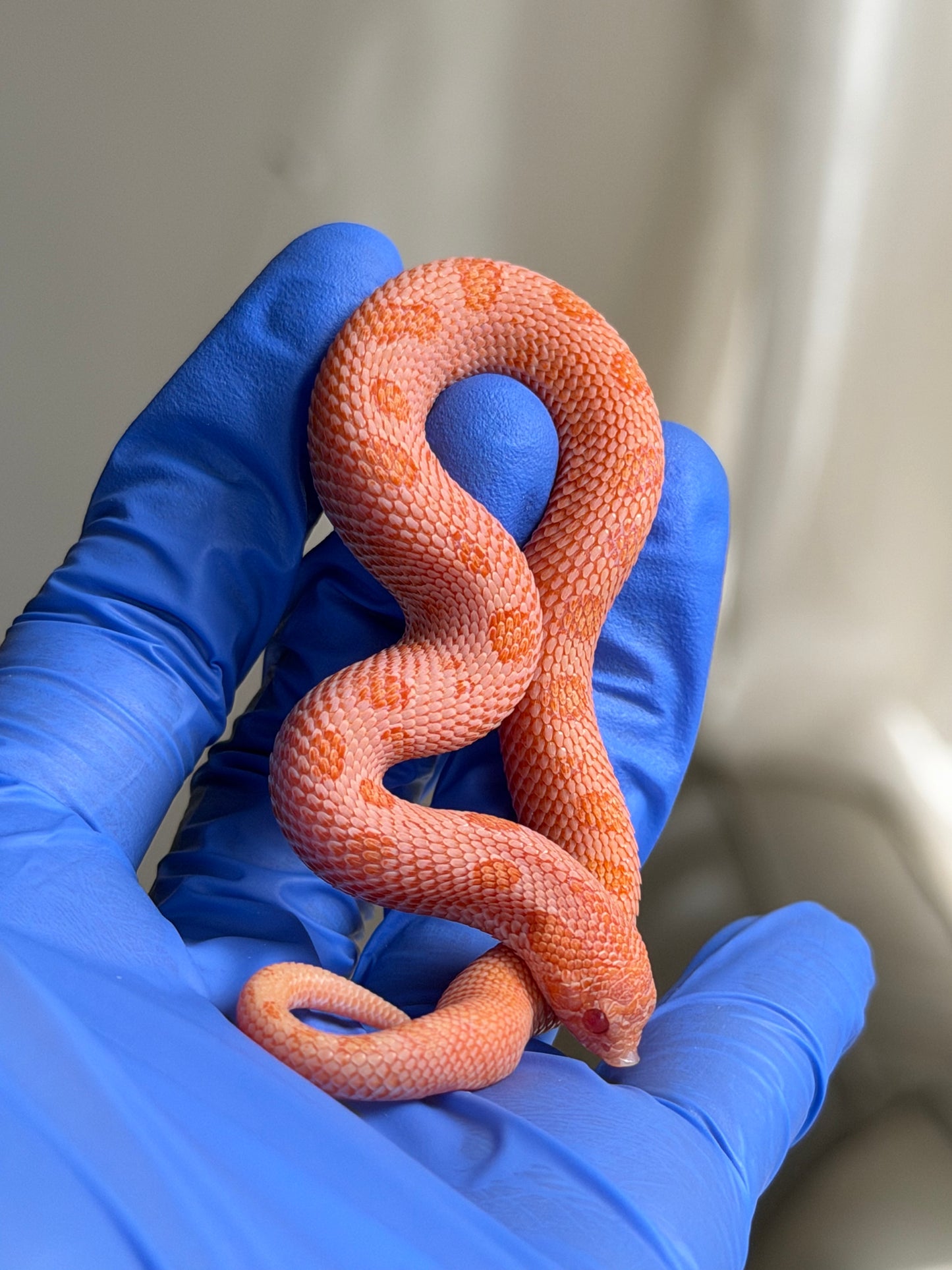 Arctic Sunburst Conda