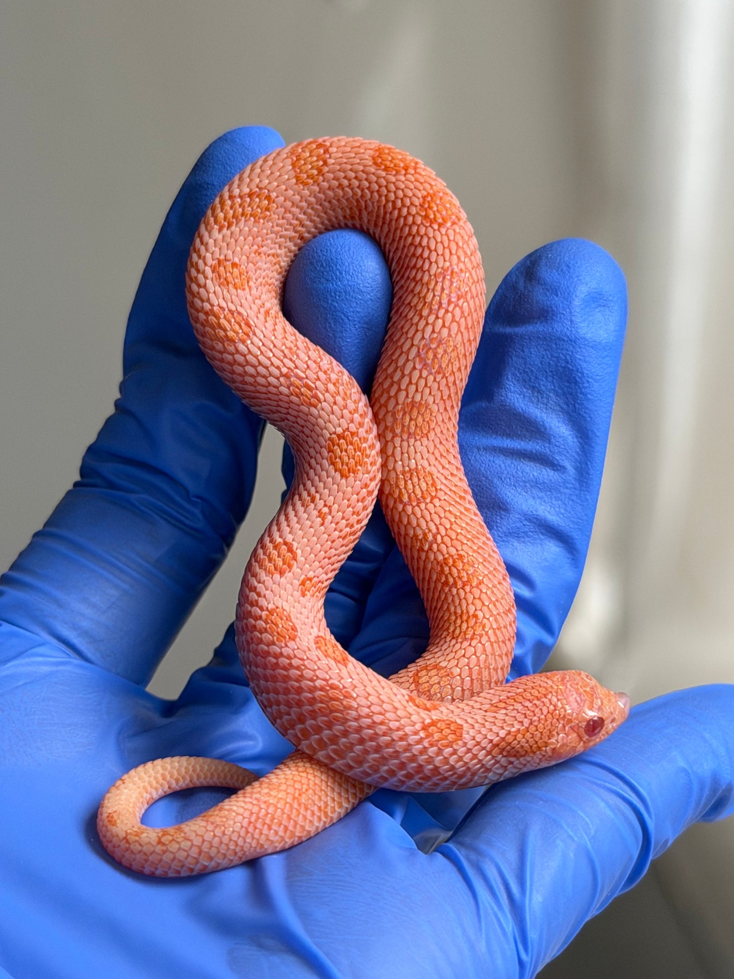 Arctic Sunburst Conda