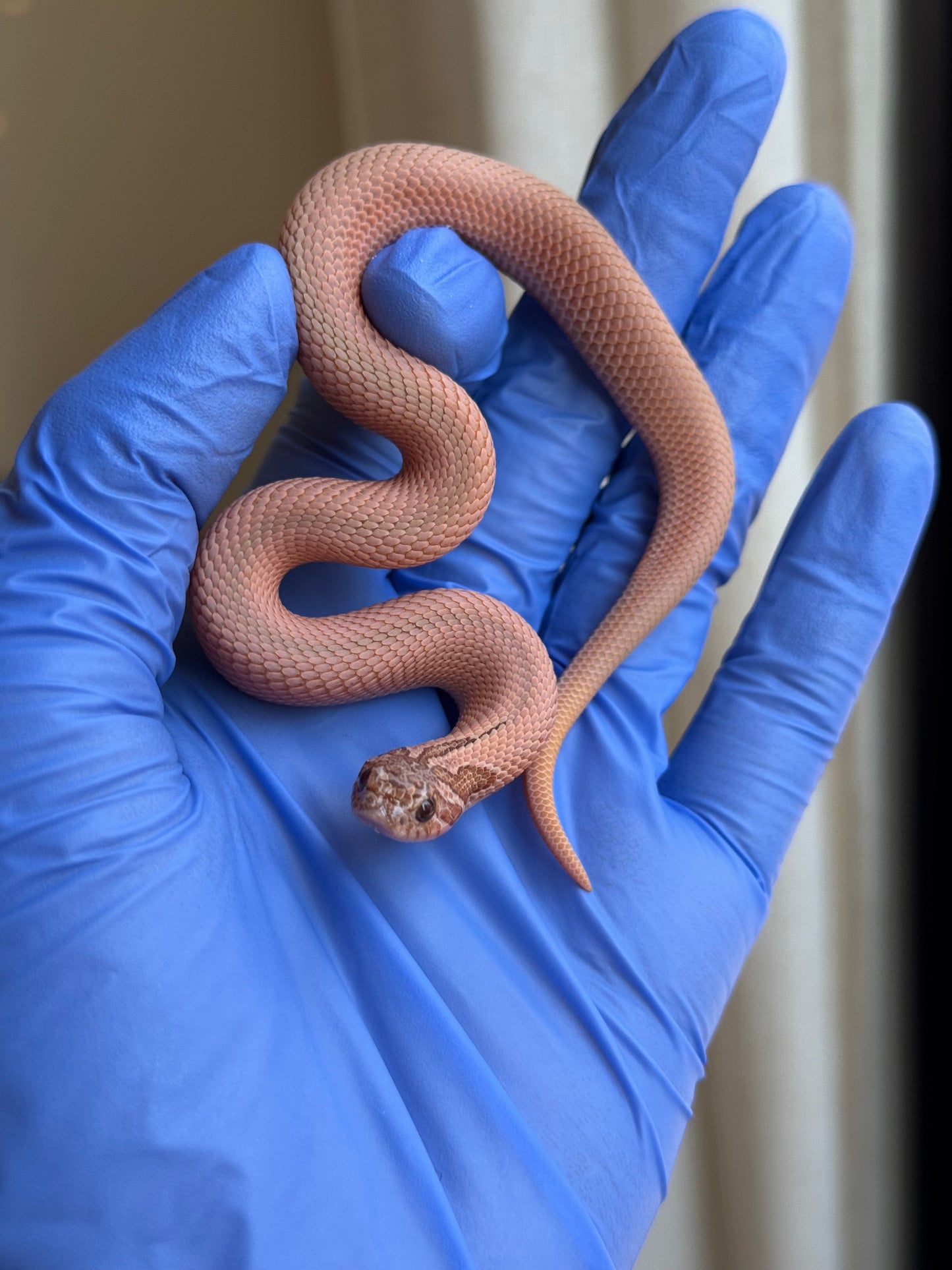 2025 RBE淡彩北極邁泰超級康達 ♂ (H25170)