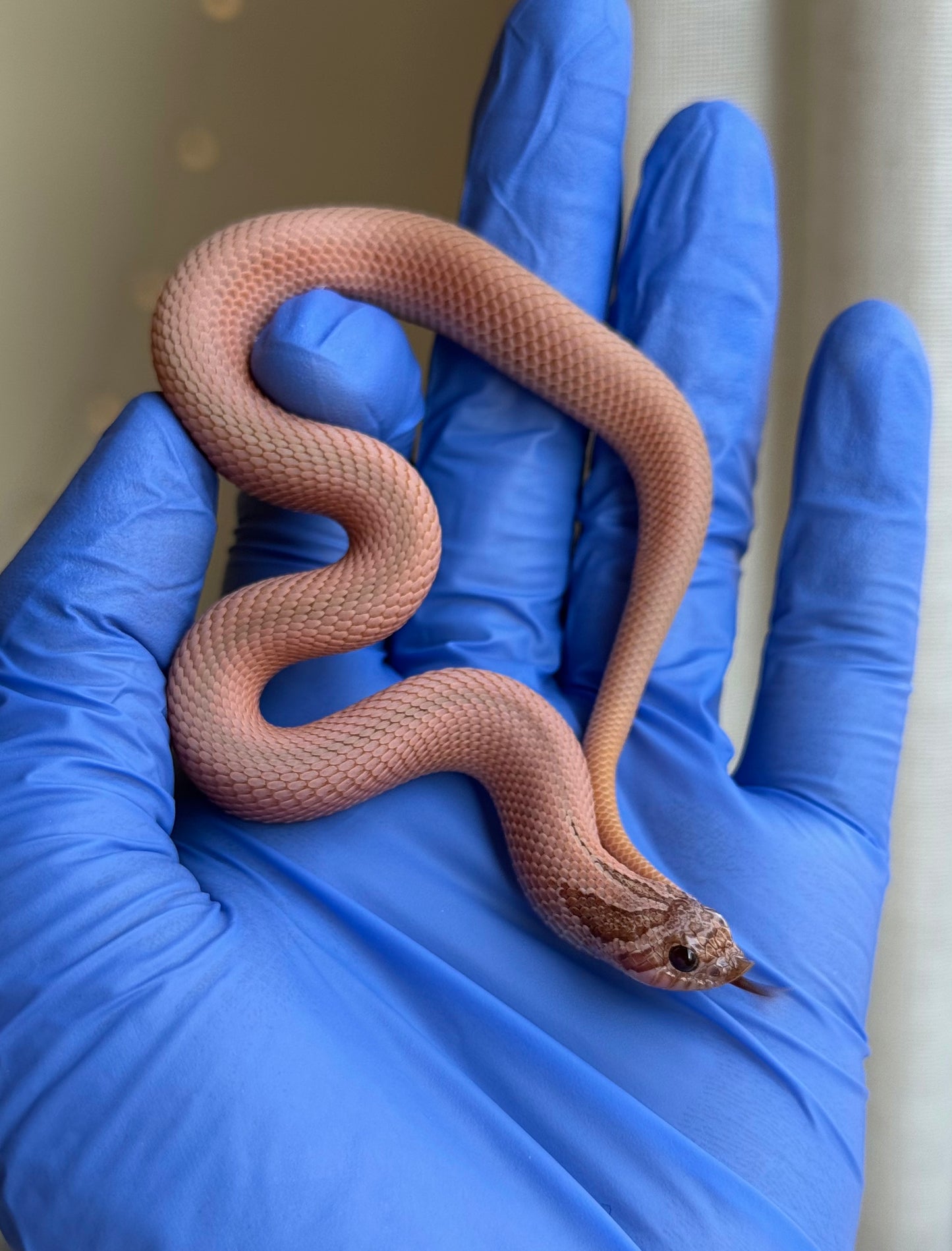 2025 RBE淡彩北極邁泰超級康達 ♂ (H25170)