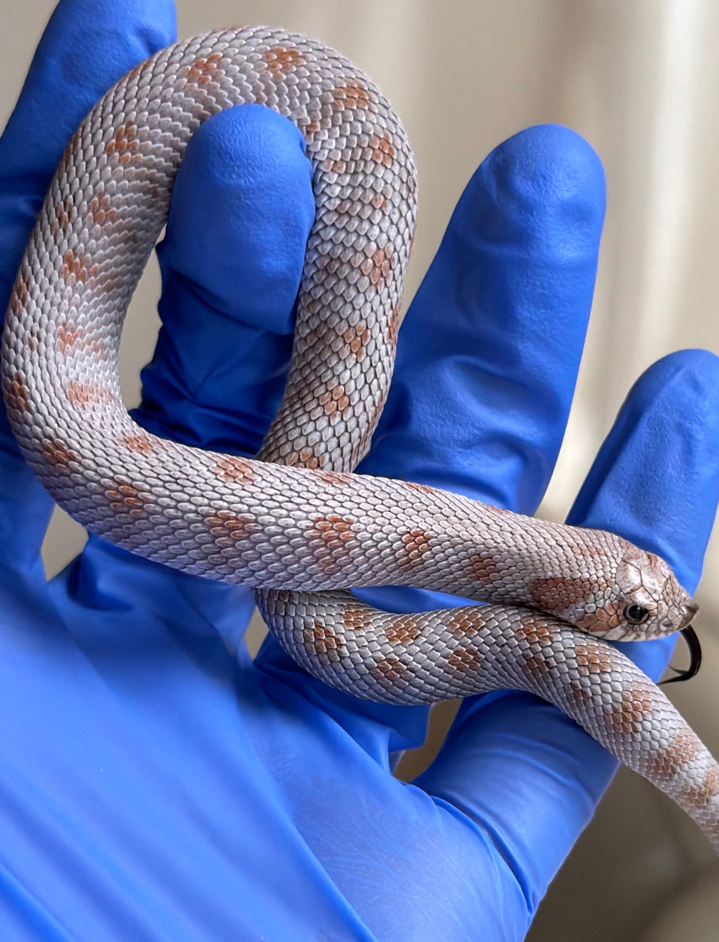 Antarctic Conda Het Swiss Toffee 66%ph Axanthic