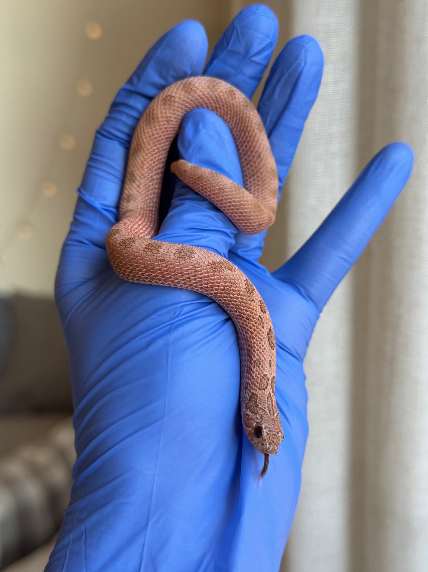 2025 北極邁泰康達 ♀ (H25176)