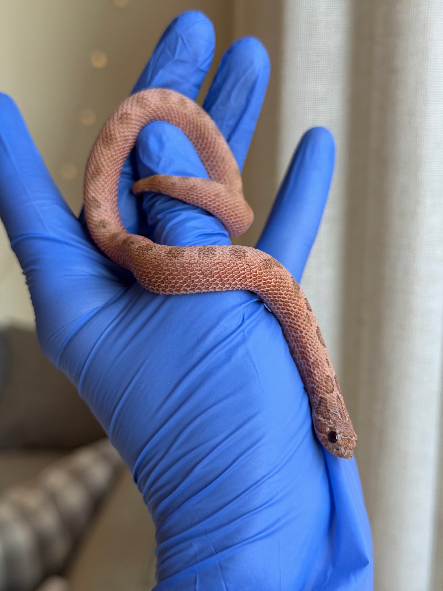 2025 北極邁泰康達 ♀ (H25176)