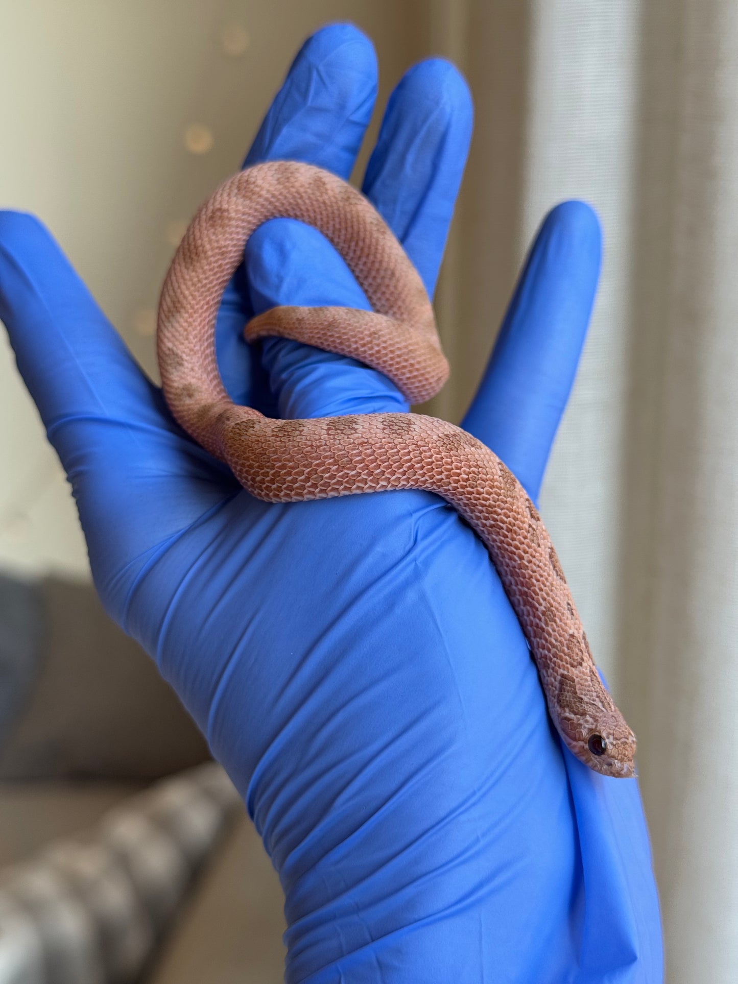 2025 北極邁泰康達 ♀ (H25176)