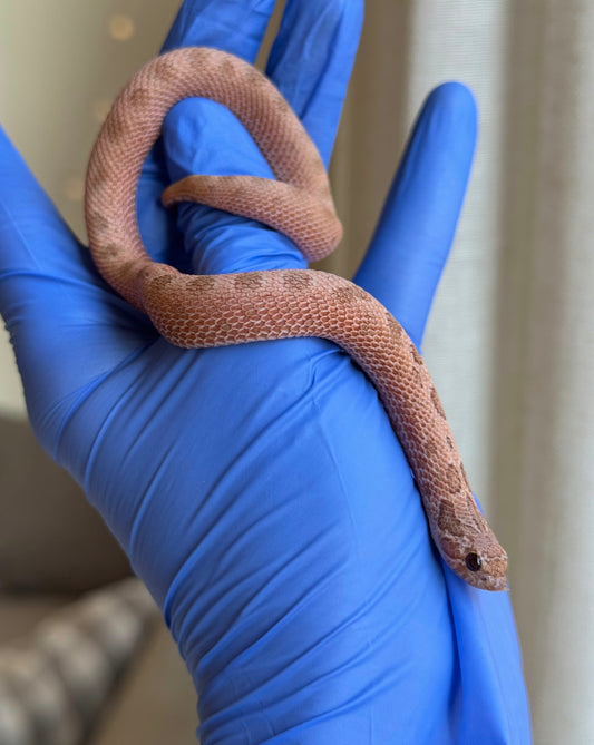 2025 北極邁泰康達 ♀ (H25176)