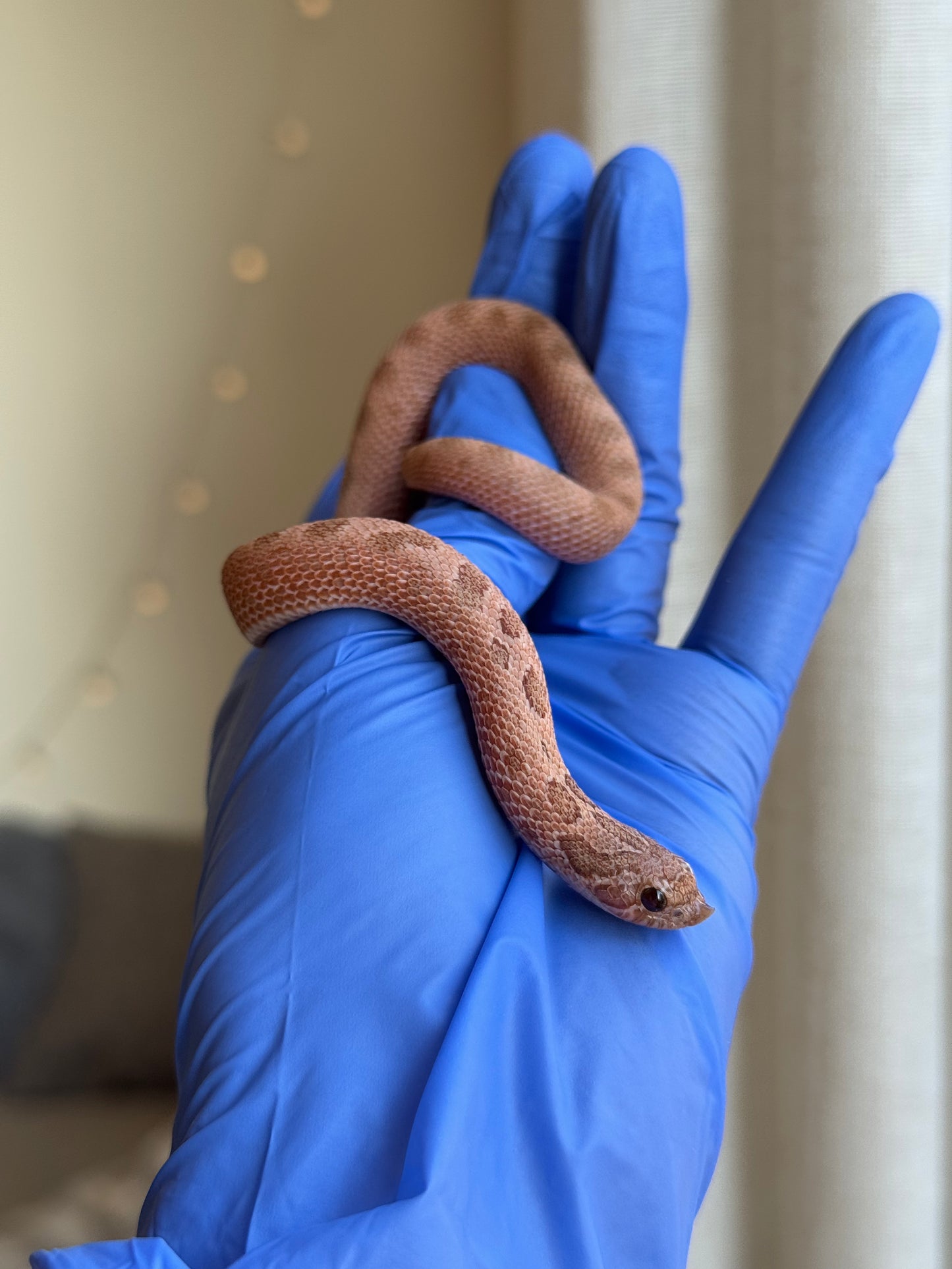 2025 北極邁泰康達 ♀ (H25176)