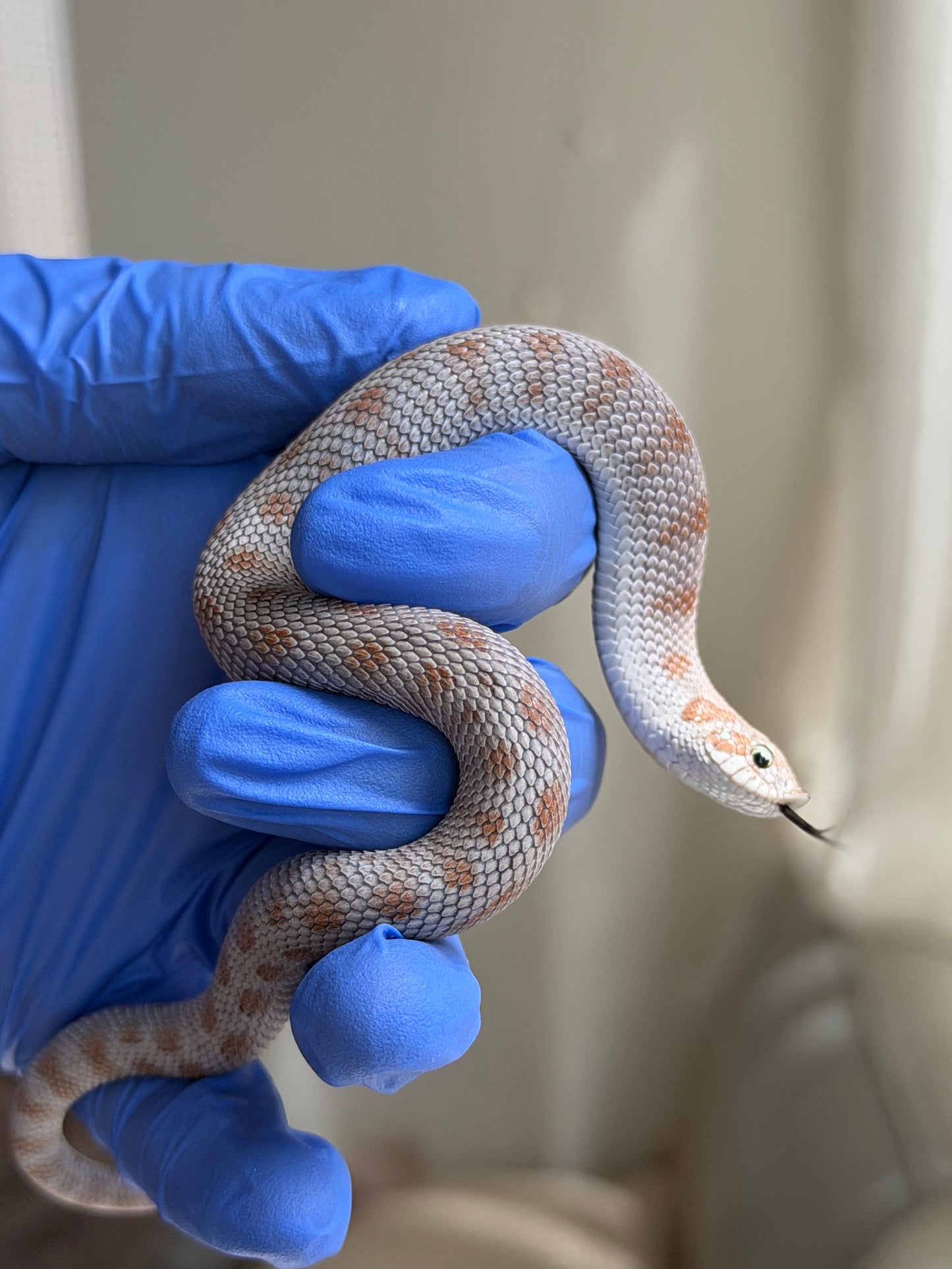 Antarctic Conda Het Swiss Toffee 66%ph Axanthic