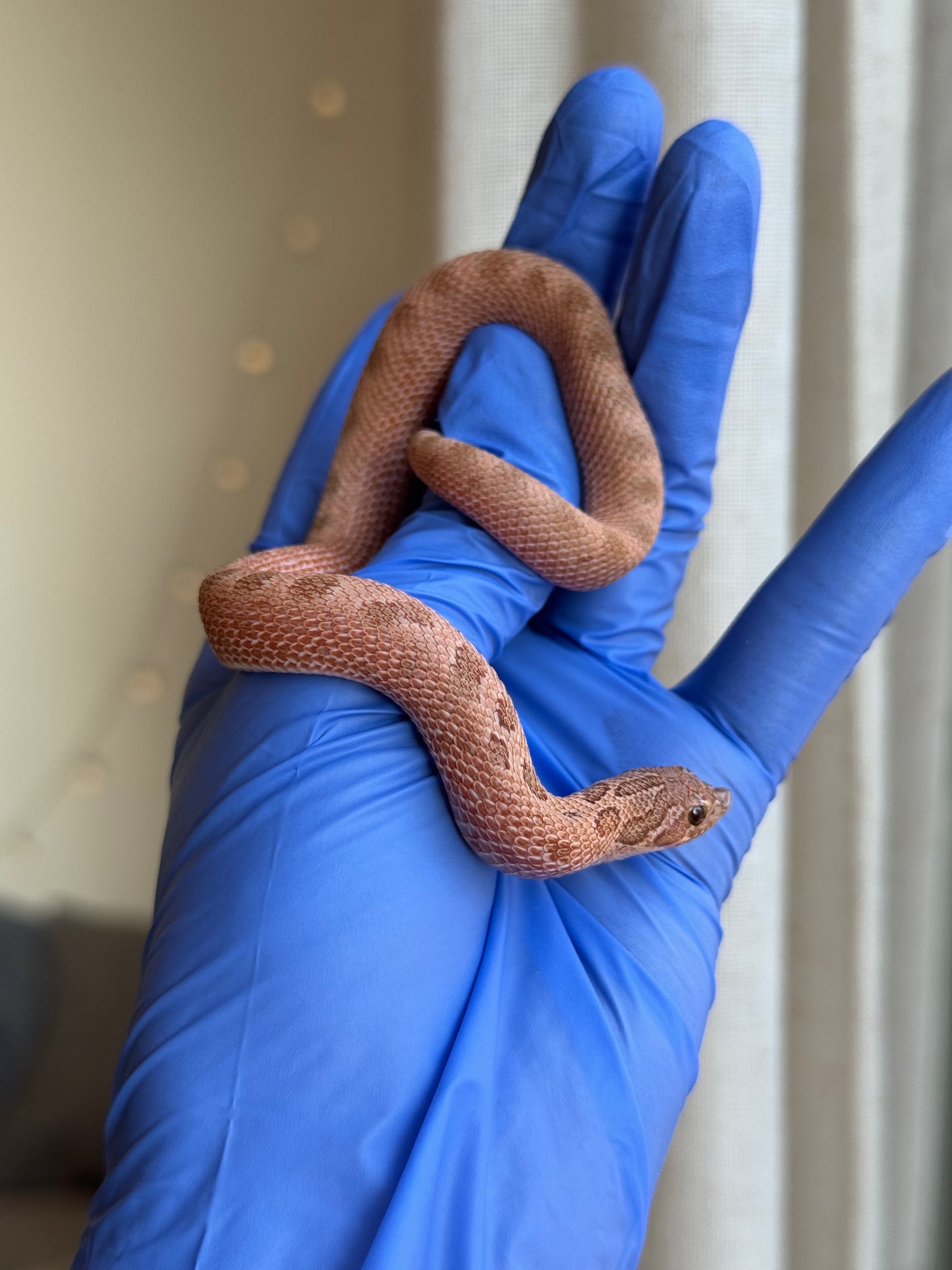 2025 北極邁泰康達 ♀ (H25176)