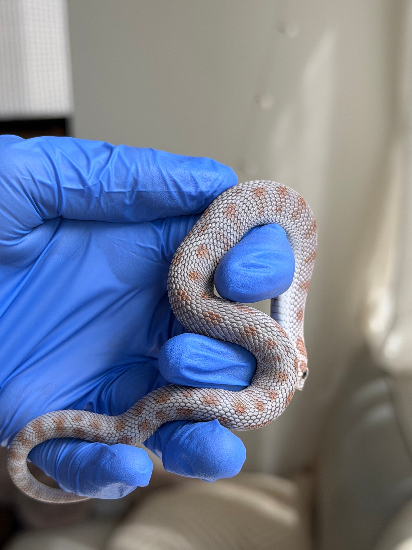 Antarctic Conda Het Swiss Toffee 66%ph Axanthic