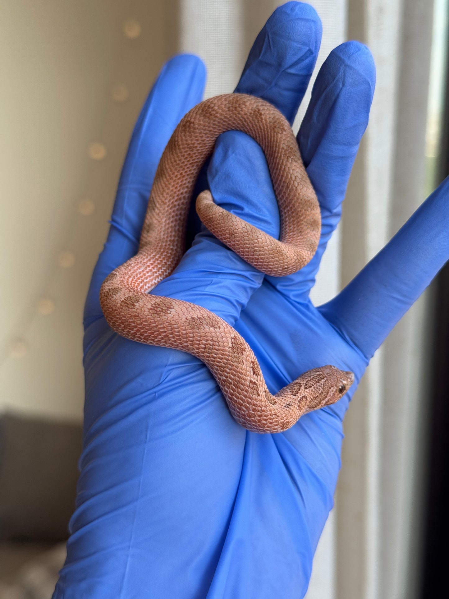 2025 北極邁泰康達 ♀ (H25176)