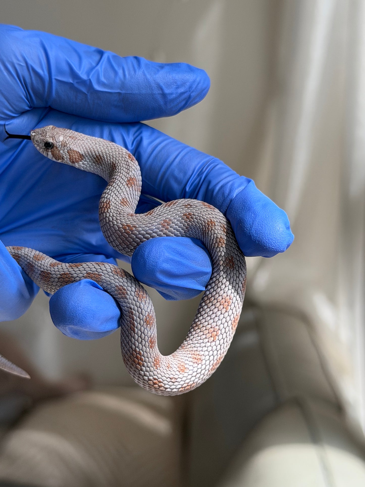 Antarctic Conda Het Swiss Toffee 66%ph Axanthic