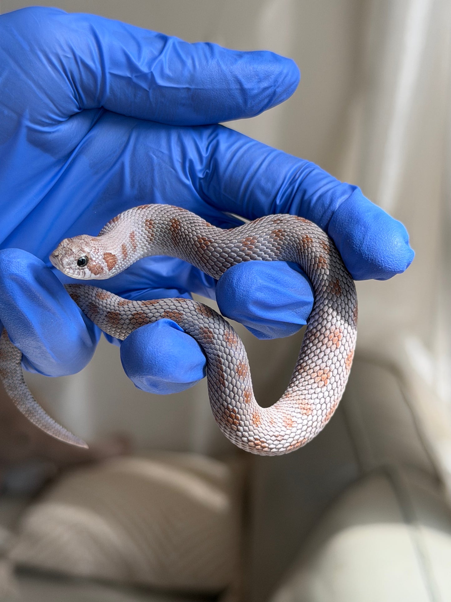 Antarctic Conda Het Swiss Toffee 66%ph Axanthic