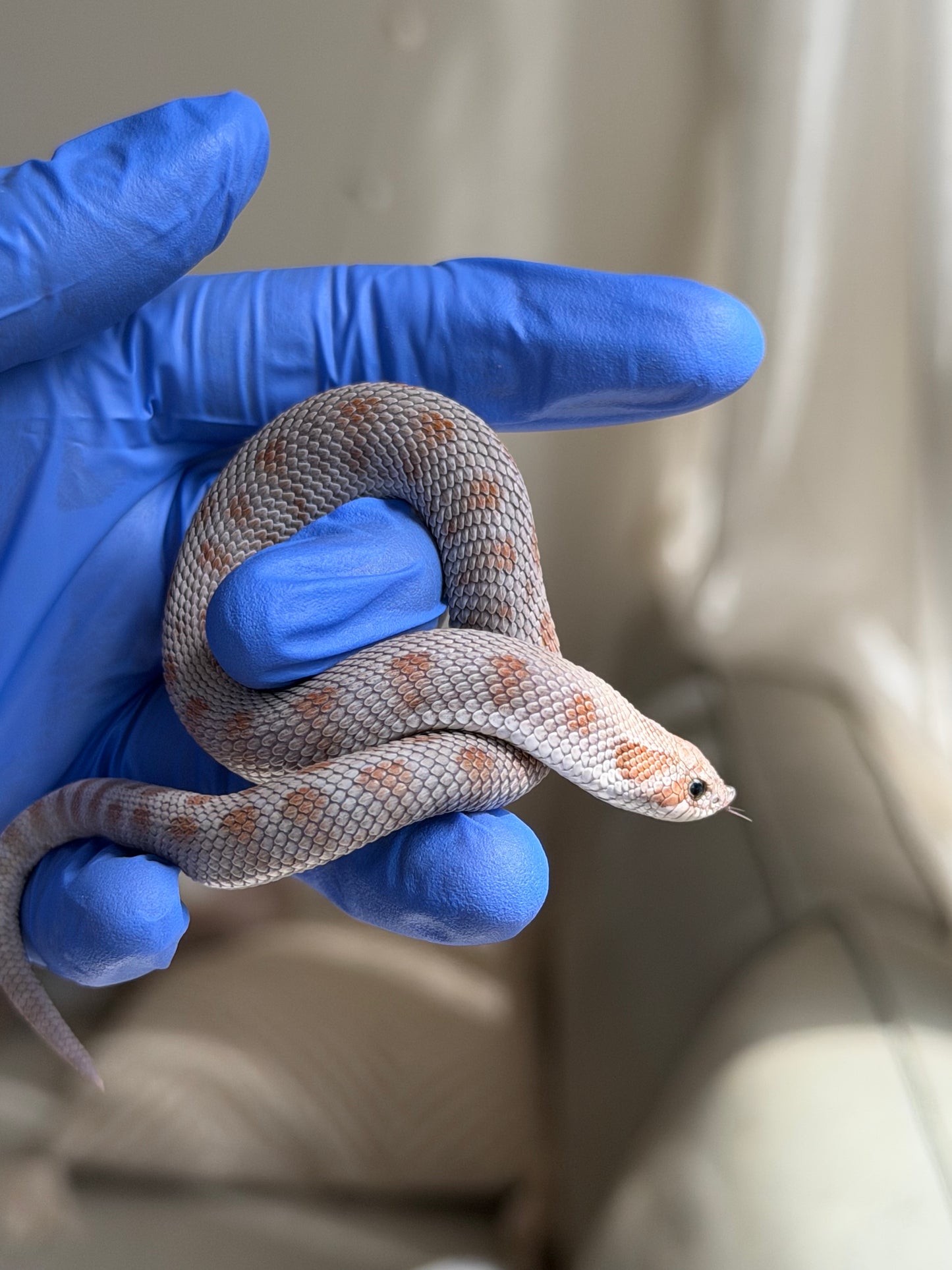 Antarctic Conda Het Swiss Toffee 66%ph Axanthic