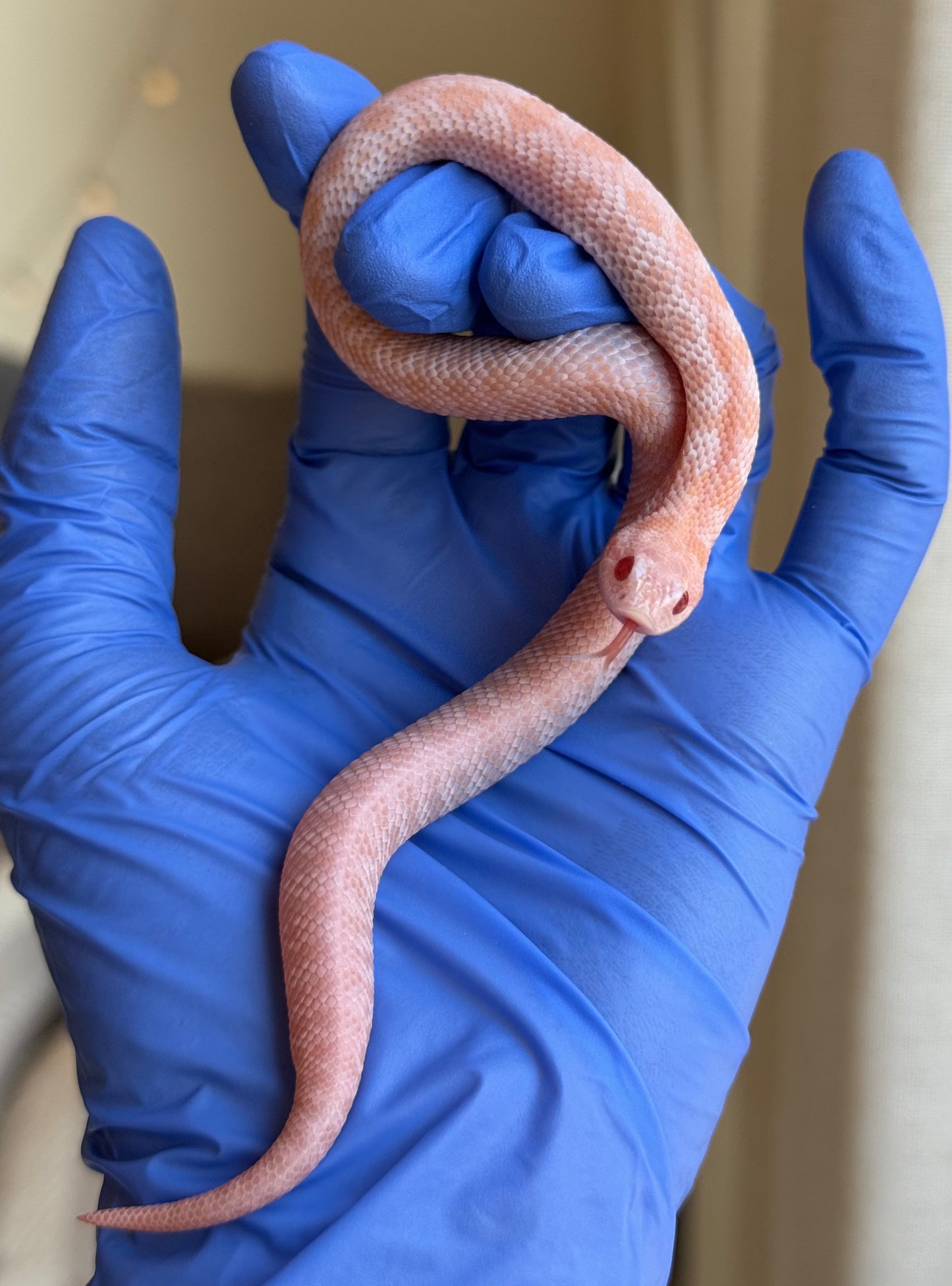 2025 超級北極太陽爆炸 ♀ (H25187)