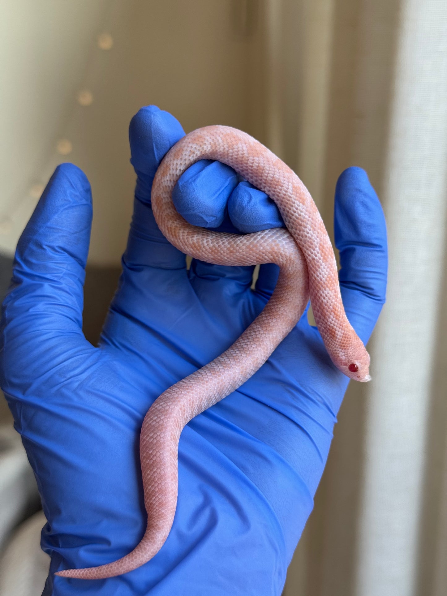 2025 超級北極太陽爆炸 ♀ (H25187)