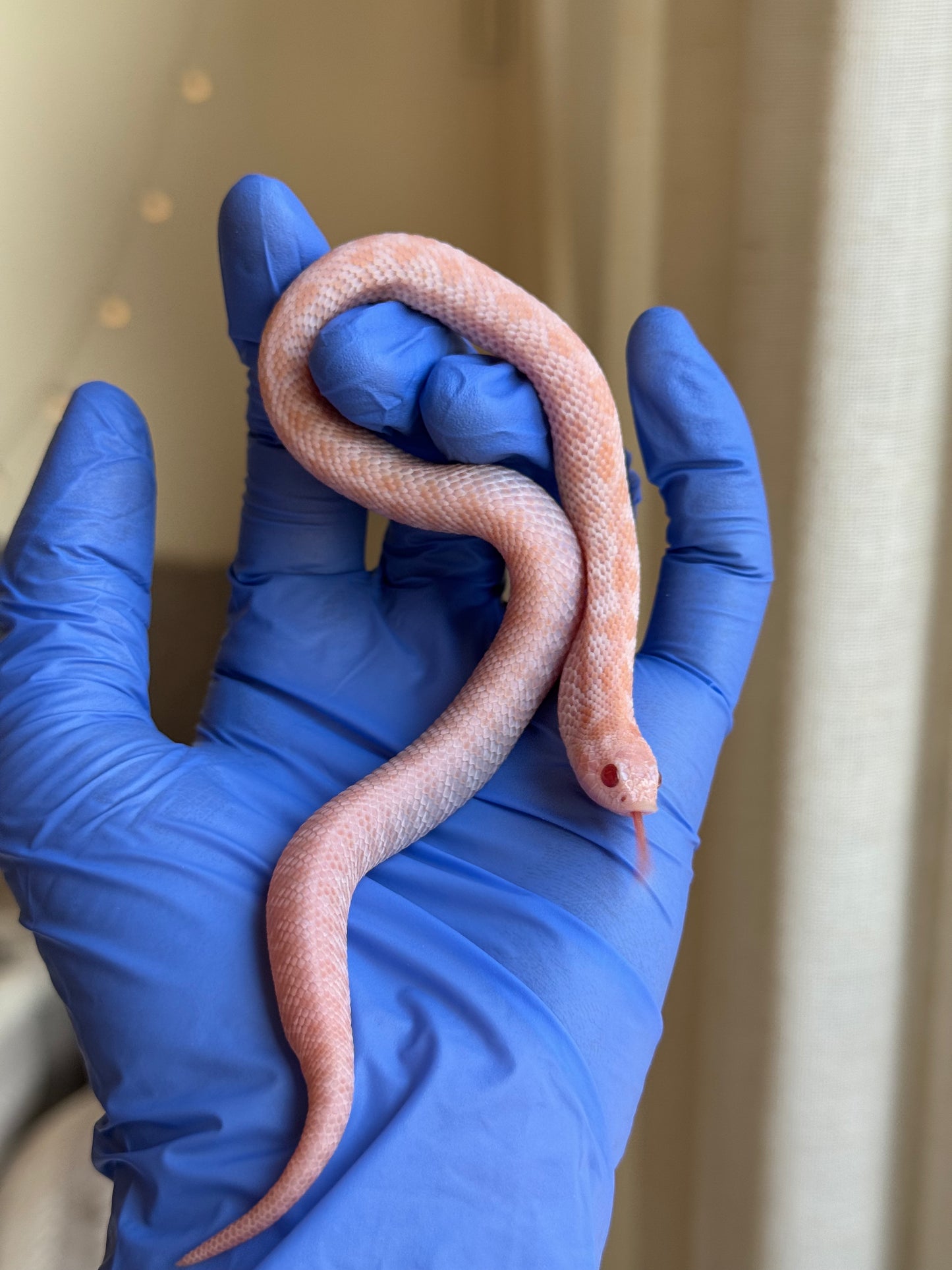 2025 超級北極太陽爆炸 ♀ (H25187)