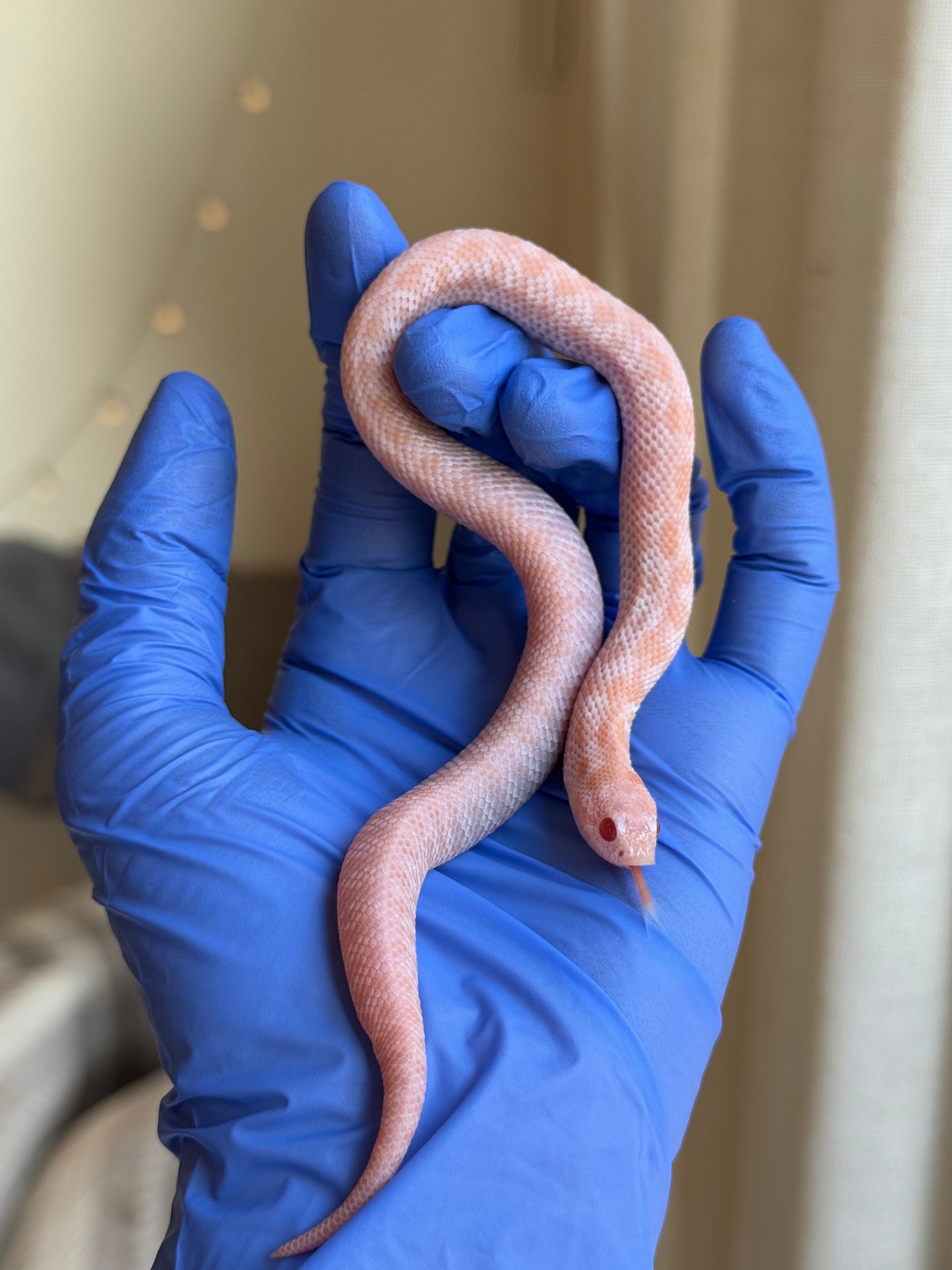 2025 超級北極太陽爆炸 ♀ (H25187)