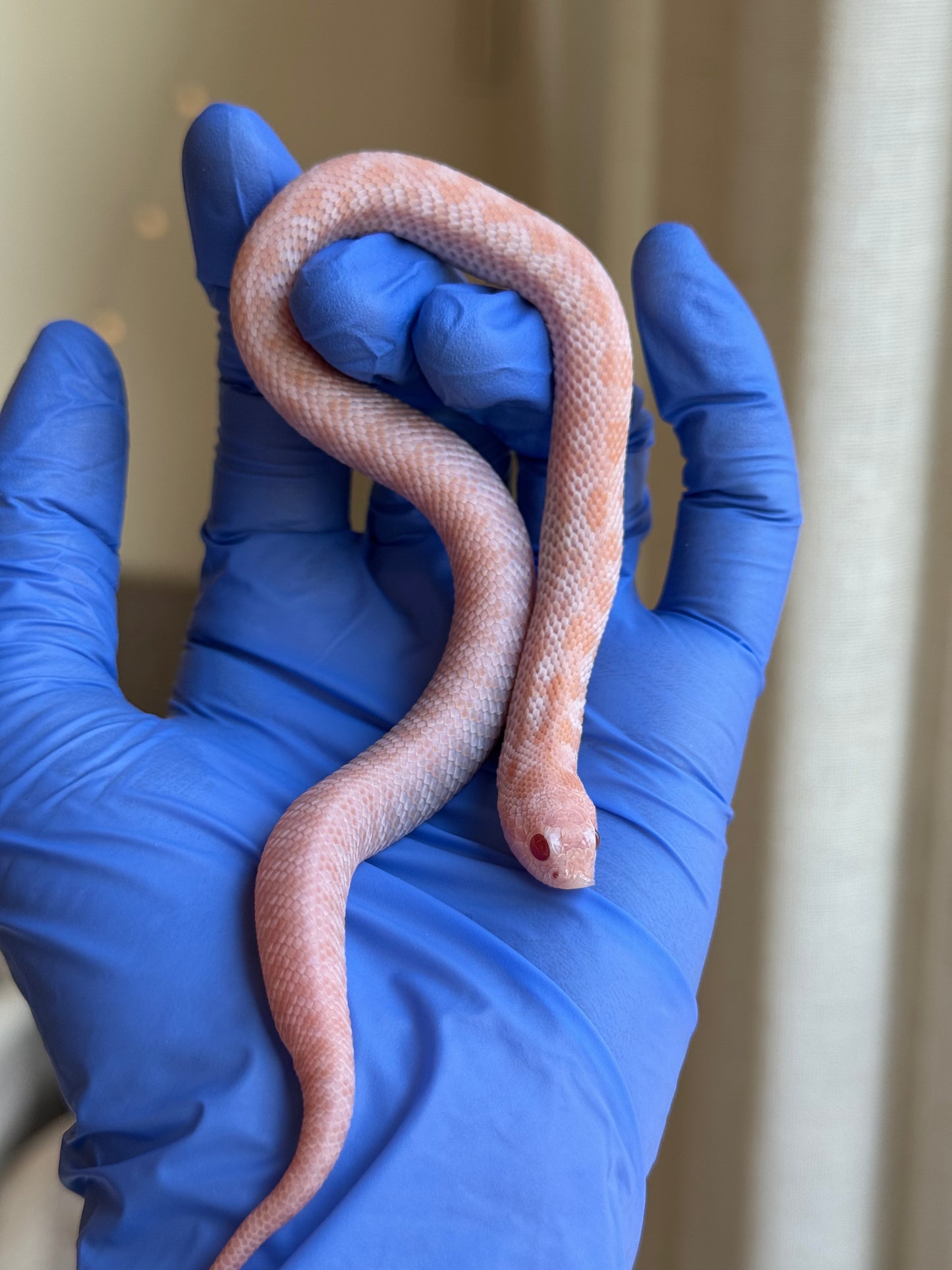 2025 超級北極太陽爆炸 ♀ (H25187)