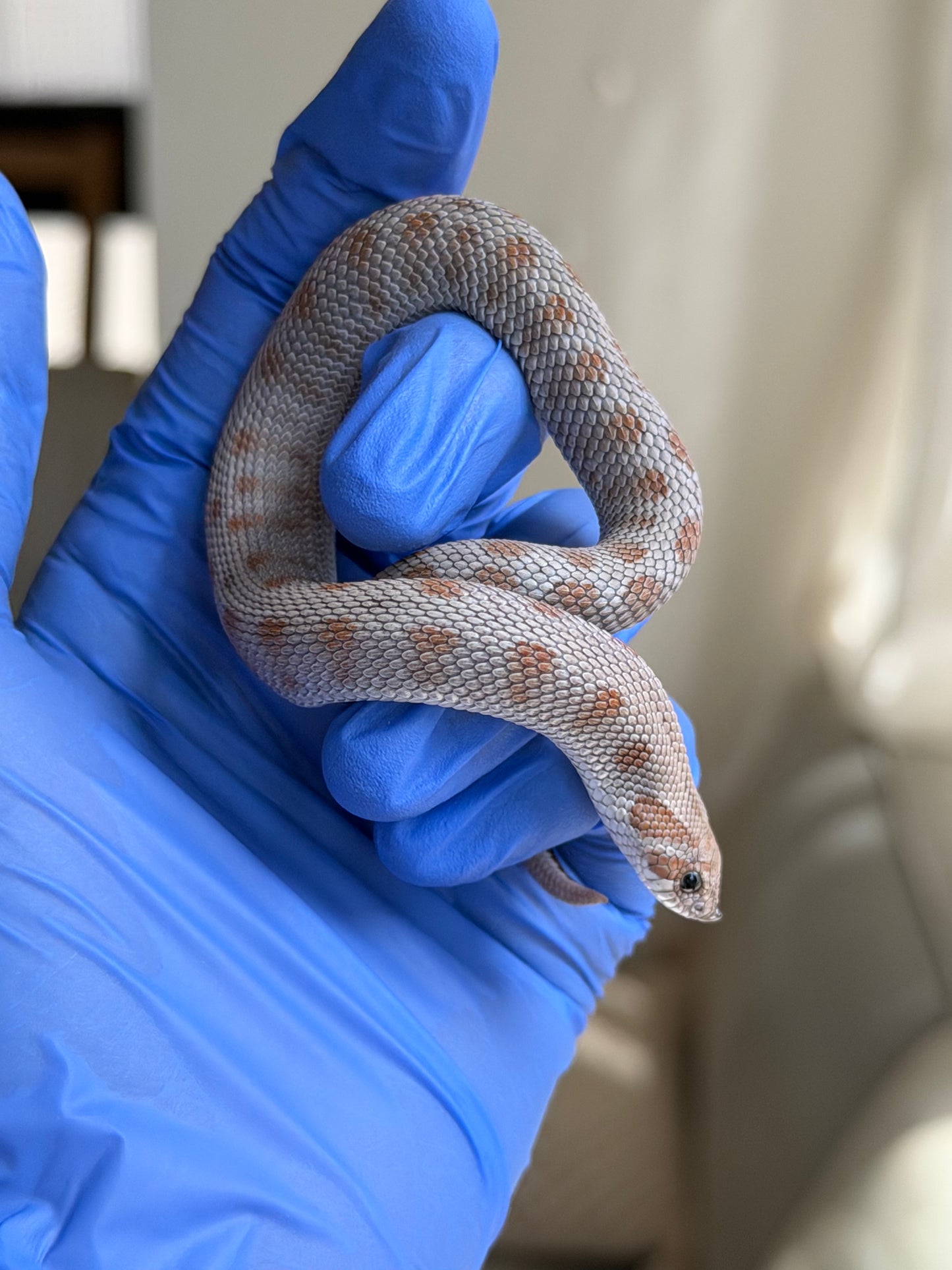 Antarctic Conda Het Swiss Toffee 66%ph Axanthic