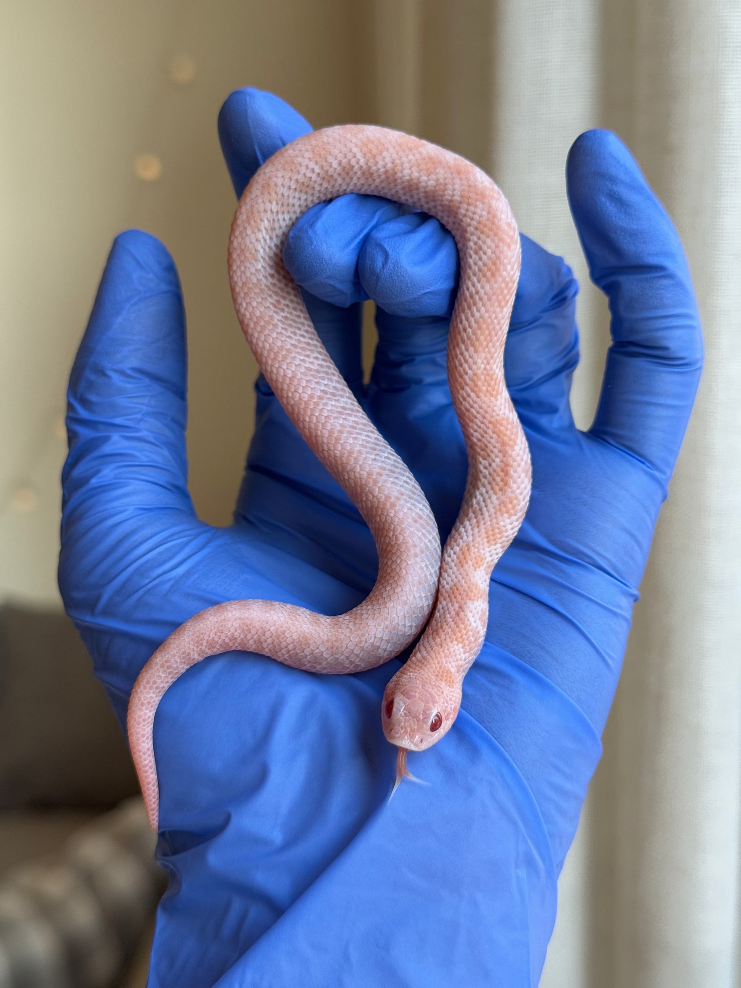 2025 超級北極太陽爆炸 ♀ (H25187)