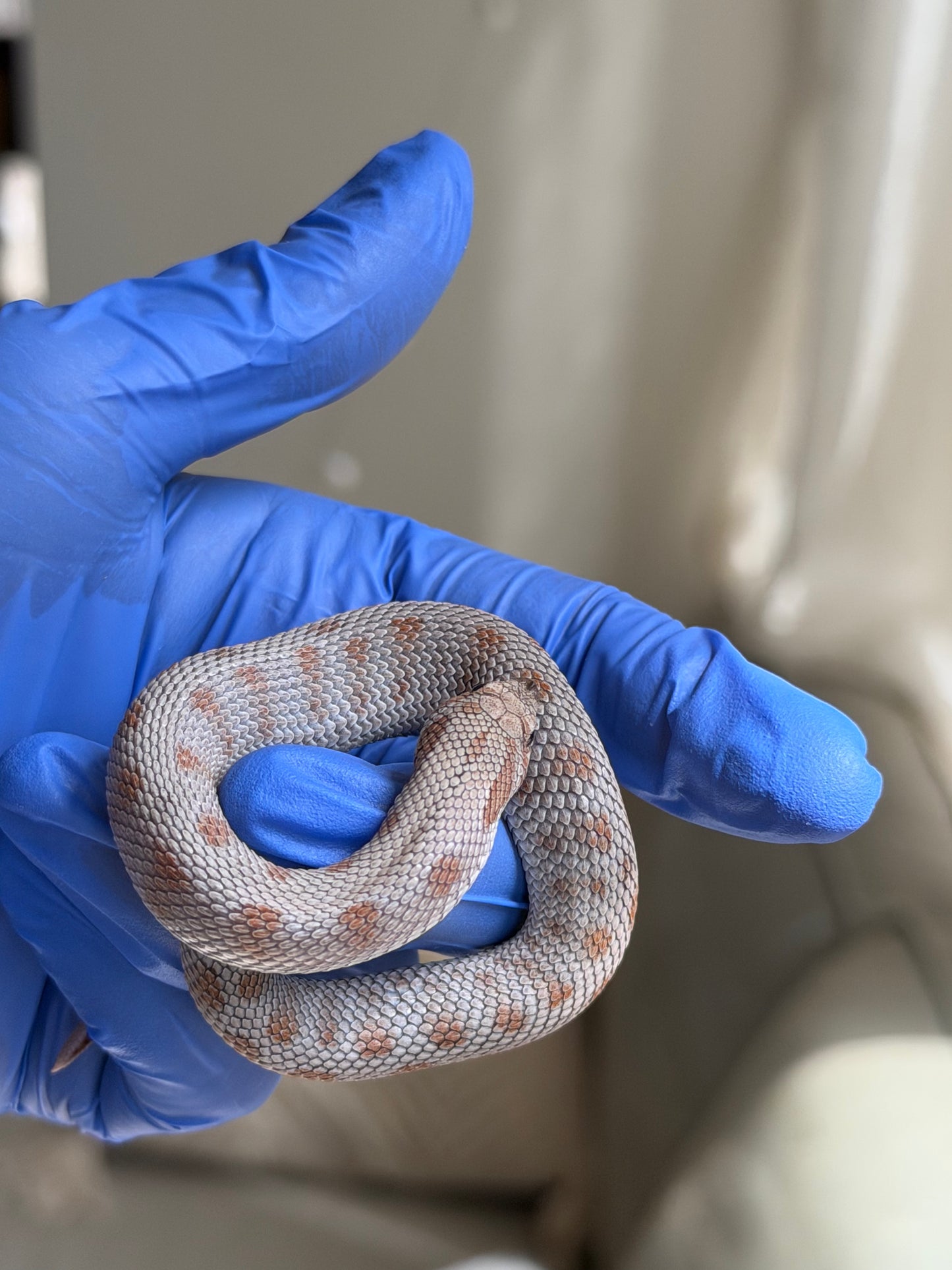 Antarctic Conda Het Swiss Toffee 66%ph Axanthic
