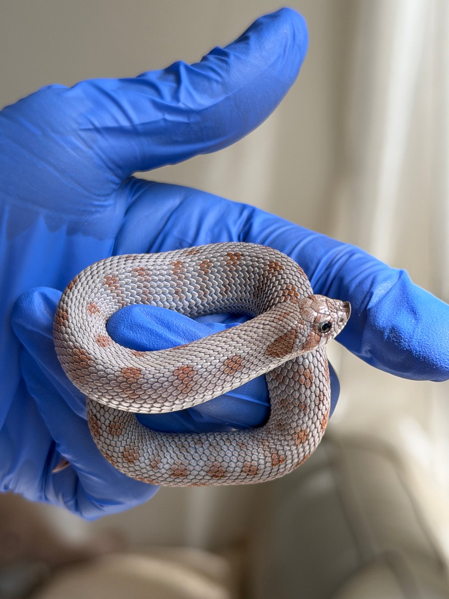 Antarctic Conda Het Swiss Toffee 66%ph Axanthic