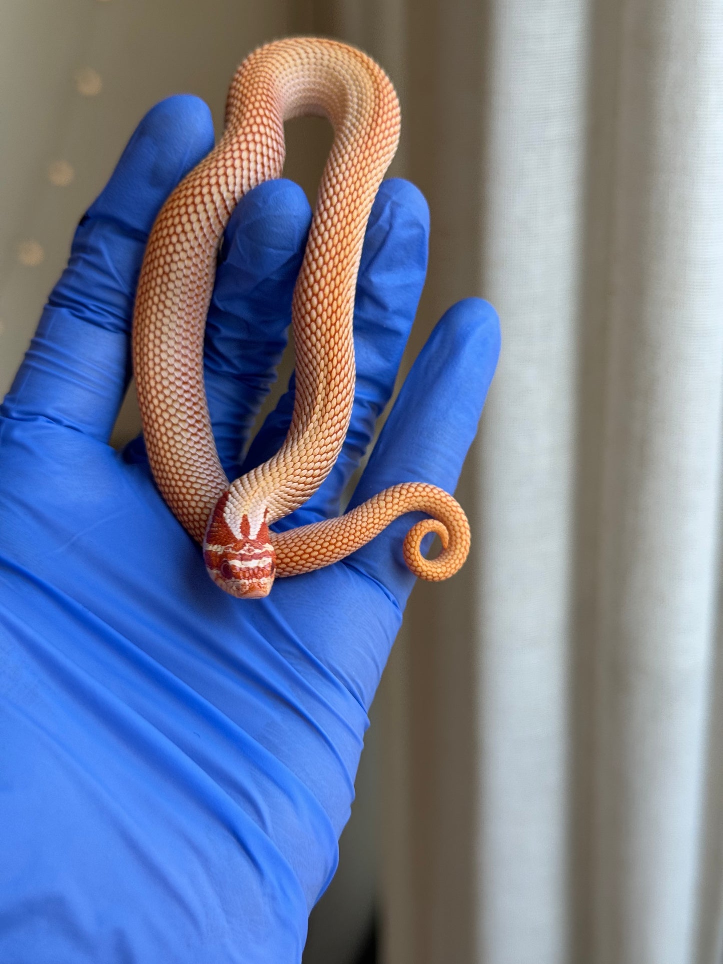 2025 極端紅白化超級康達 ♂ (H25381)