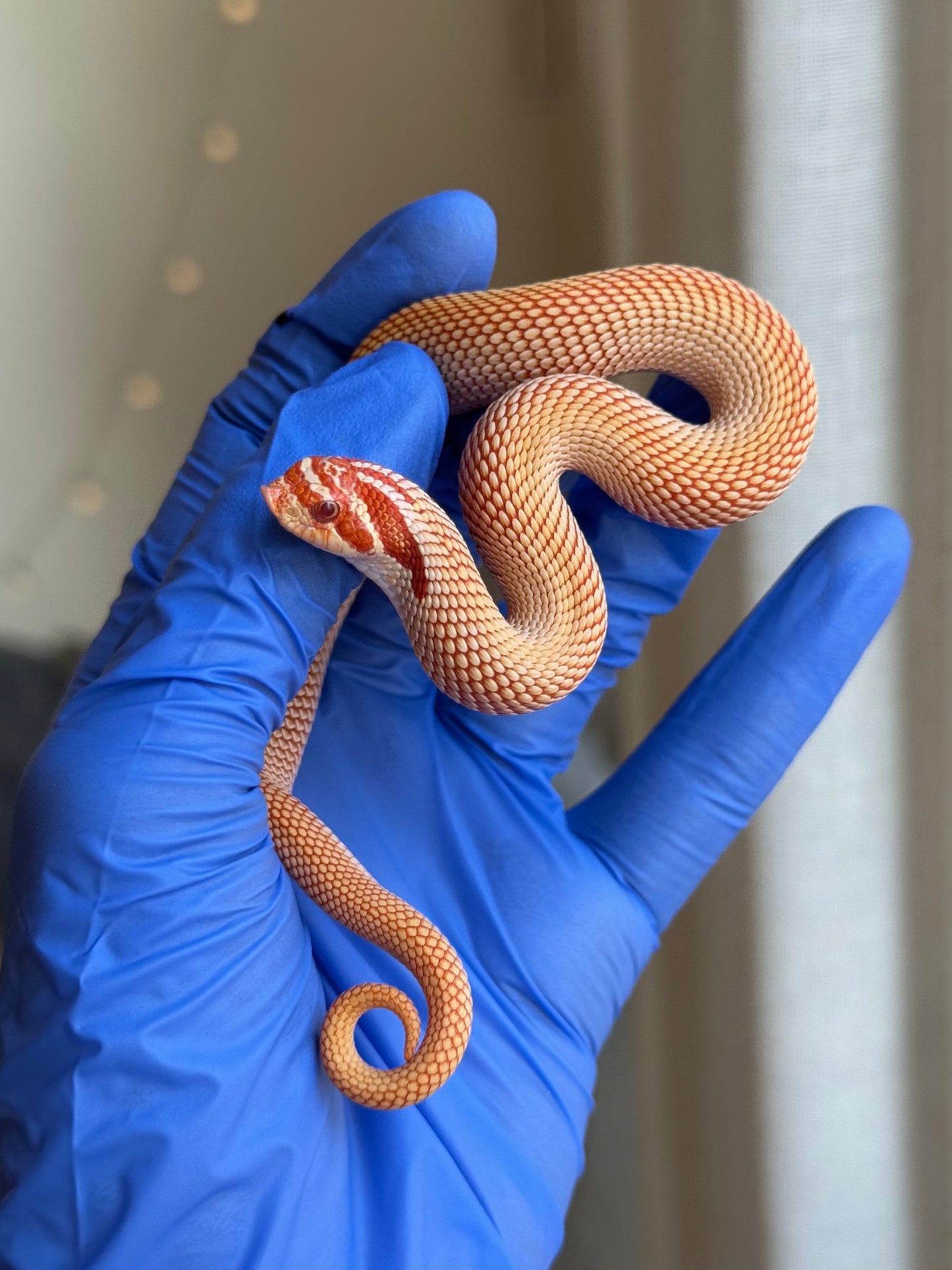 2025 極端紅白化超級康達 ♂ (H25381)