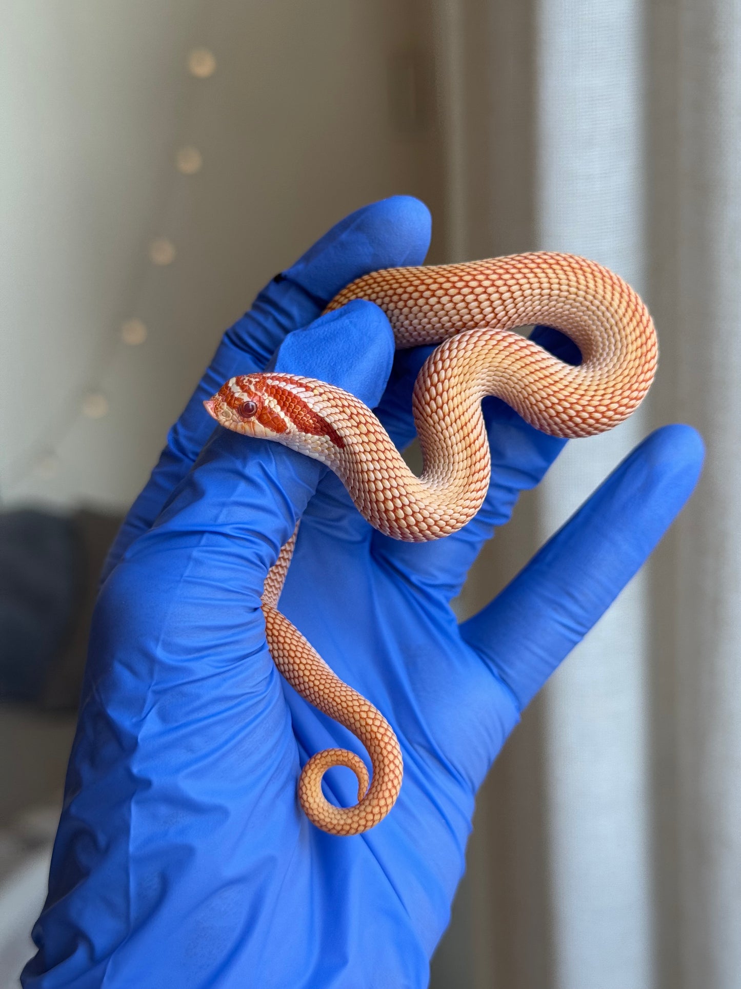 2025 極端紅白化超級康達 ♂ (H25381)