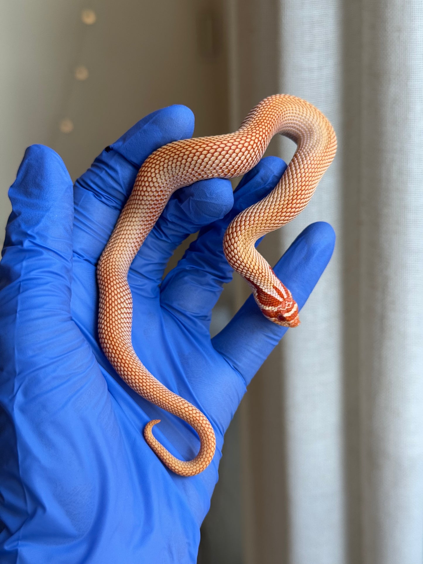 2025 極端紅白化超級康達 ♂ (H25381)